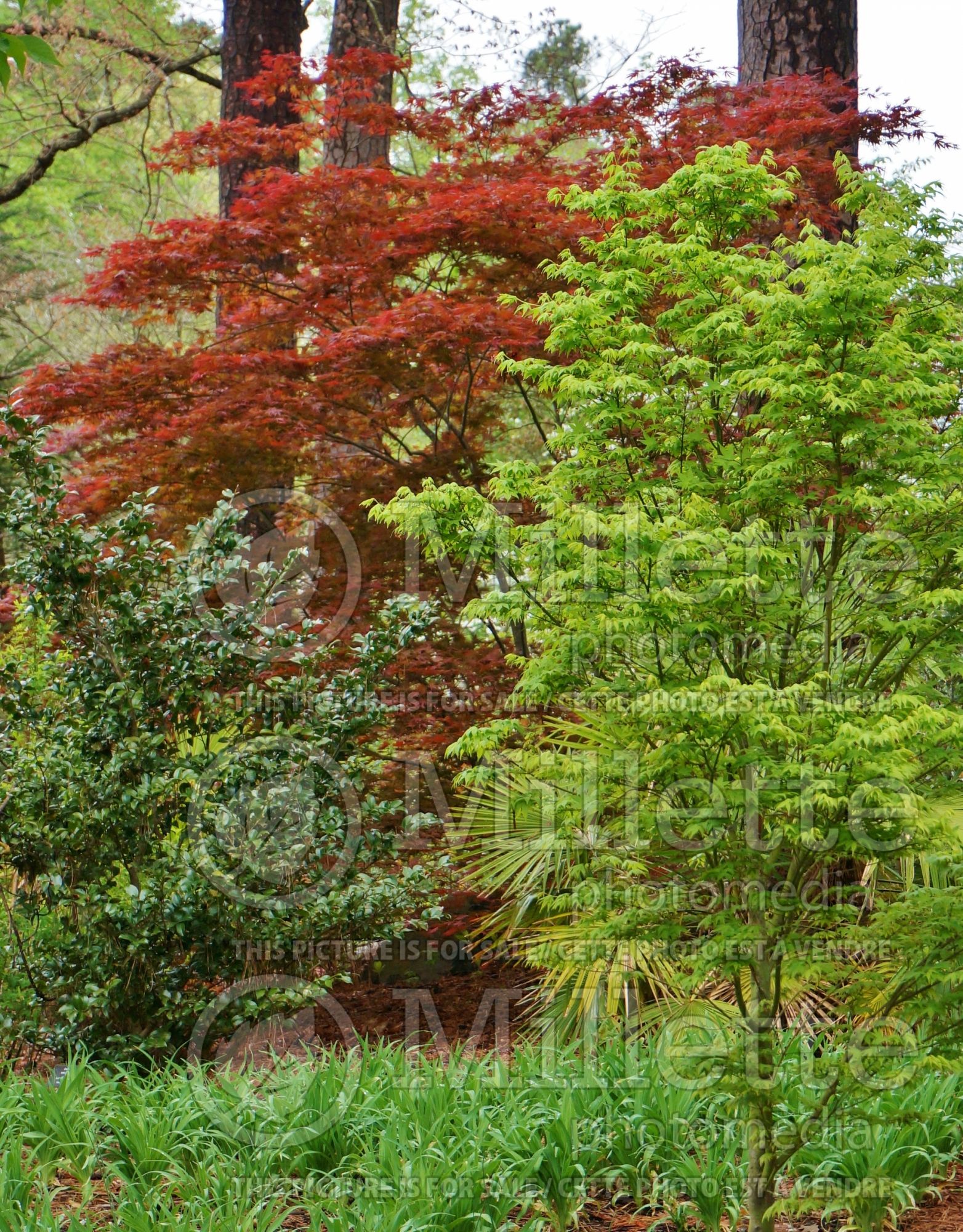 Acer Tsukasa Silhouette (Japanese Maple) 1