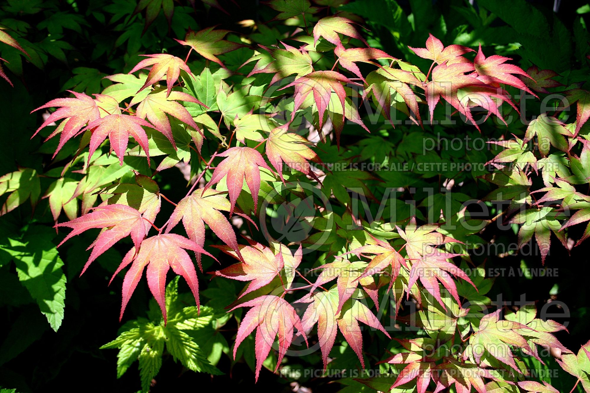 Acer Tsuma-gaki (Japanese Maple – érable japonais) 5