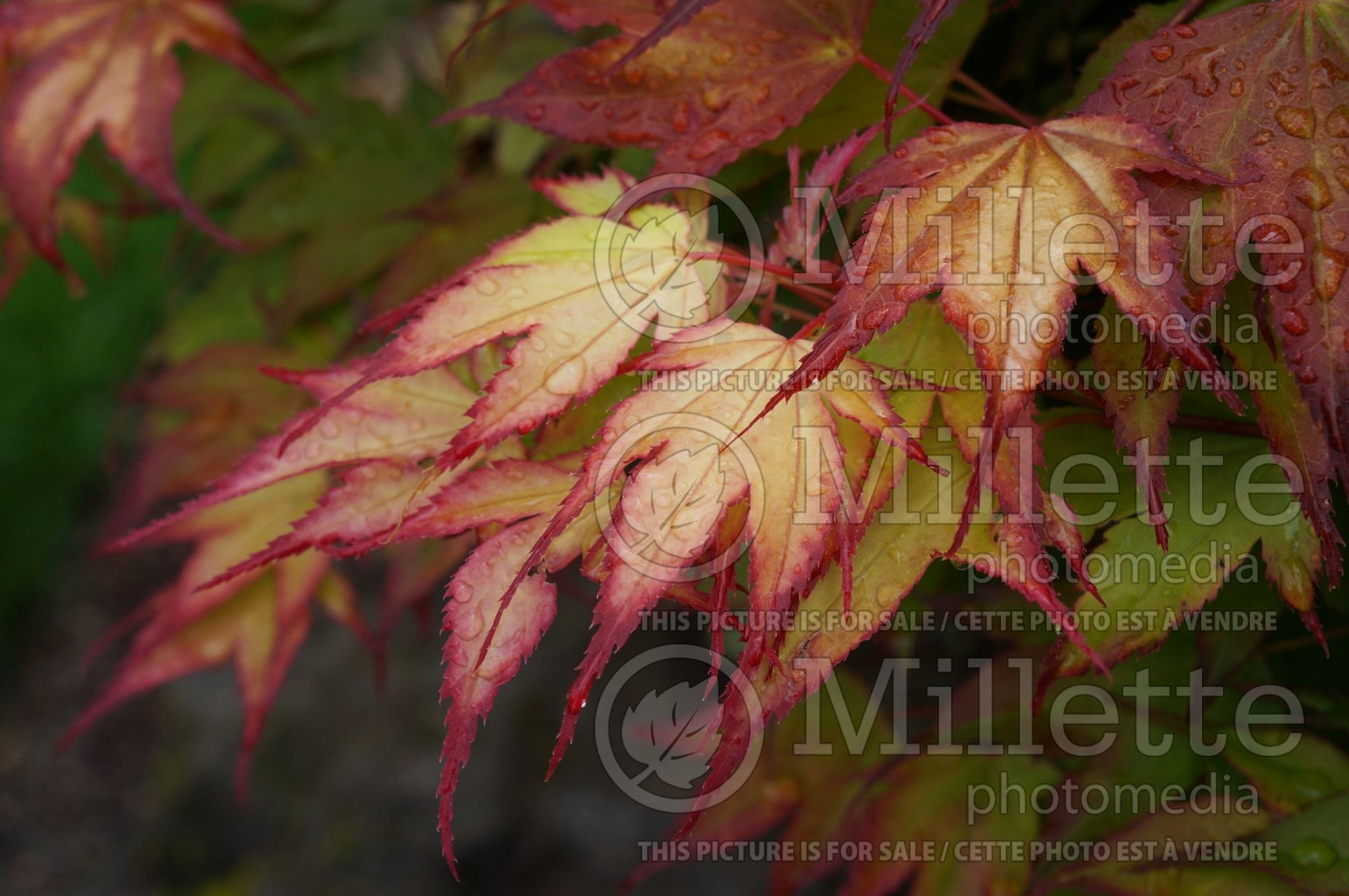 Acer Tsuma-gaki (Japanese Maple – érable japonais) 6