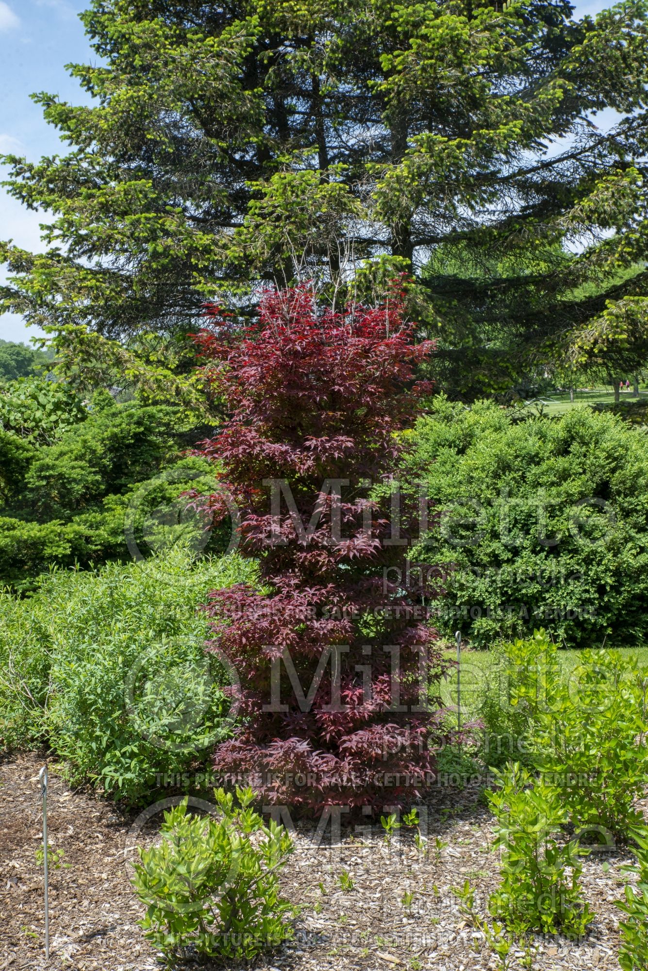 Acer Twombly's Red Sentinel (Japanese Maple – érable japonais) 3