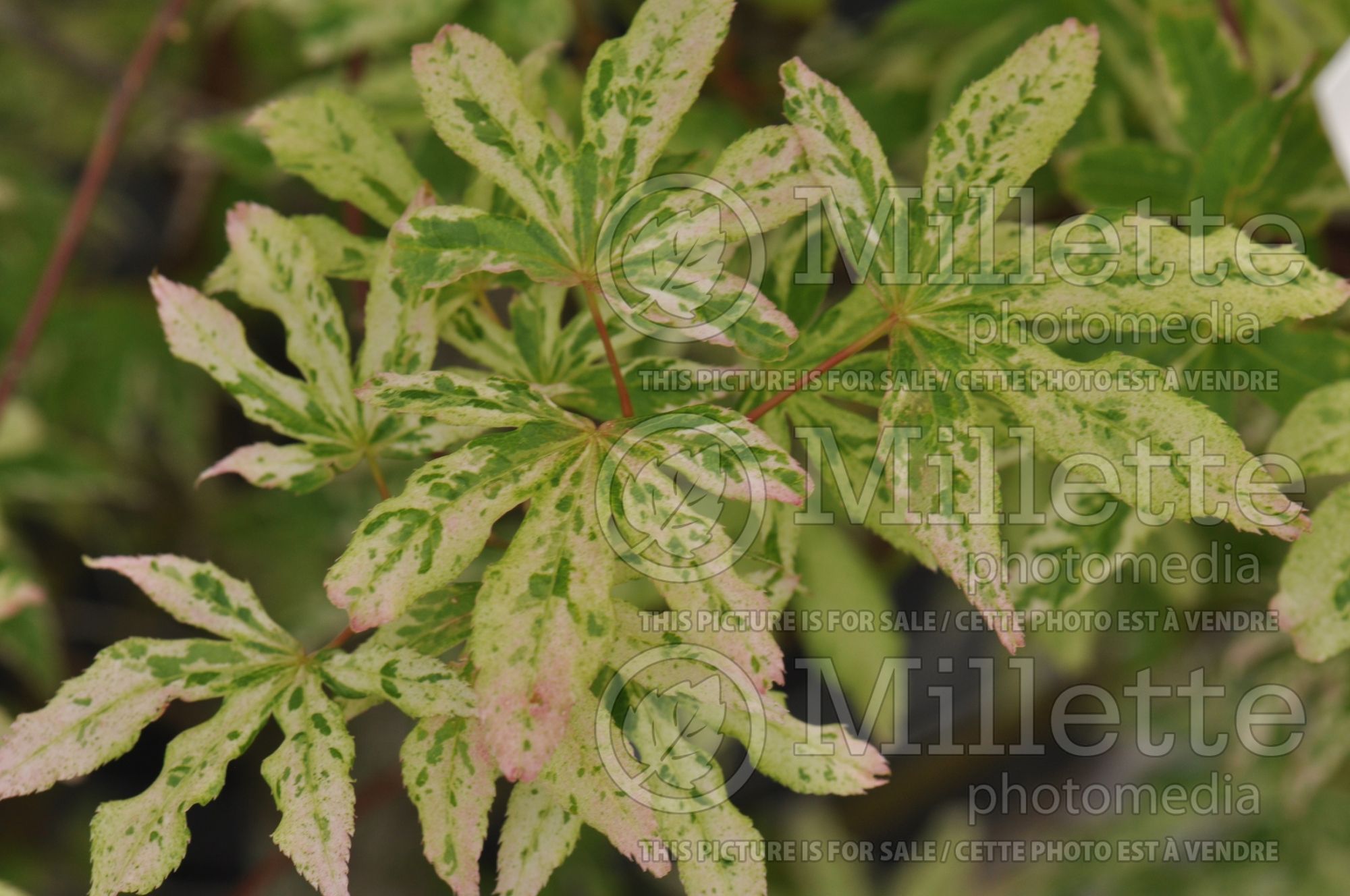 Acer Ukigumo (Japanese Maple – érable japonais) 10