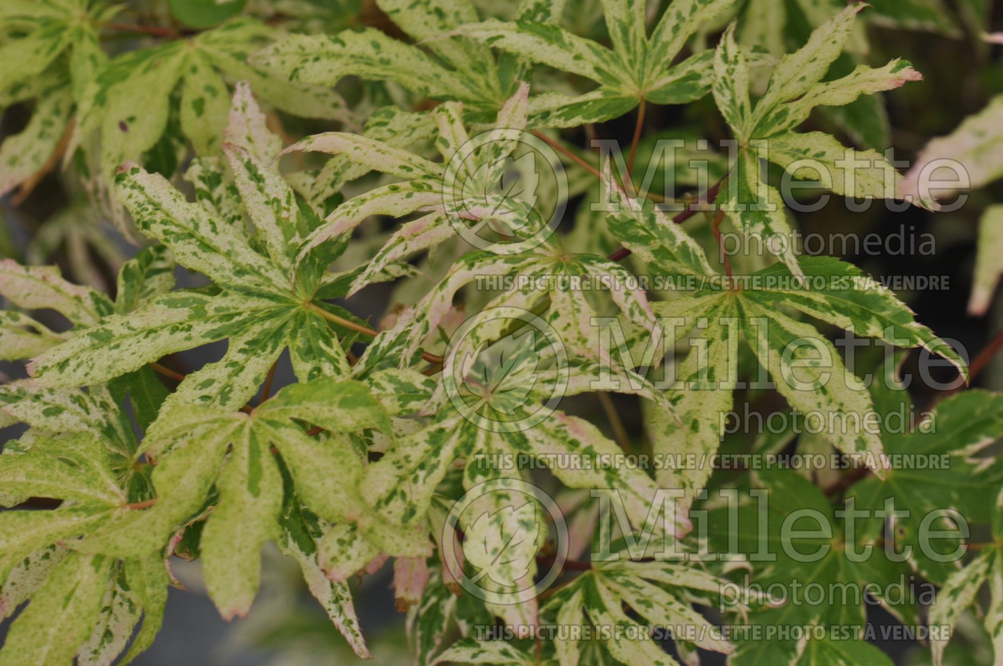 Acer Ukigumo (Japanese Maple – érable japonais) 9
