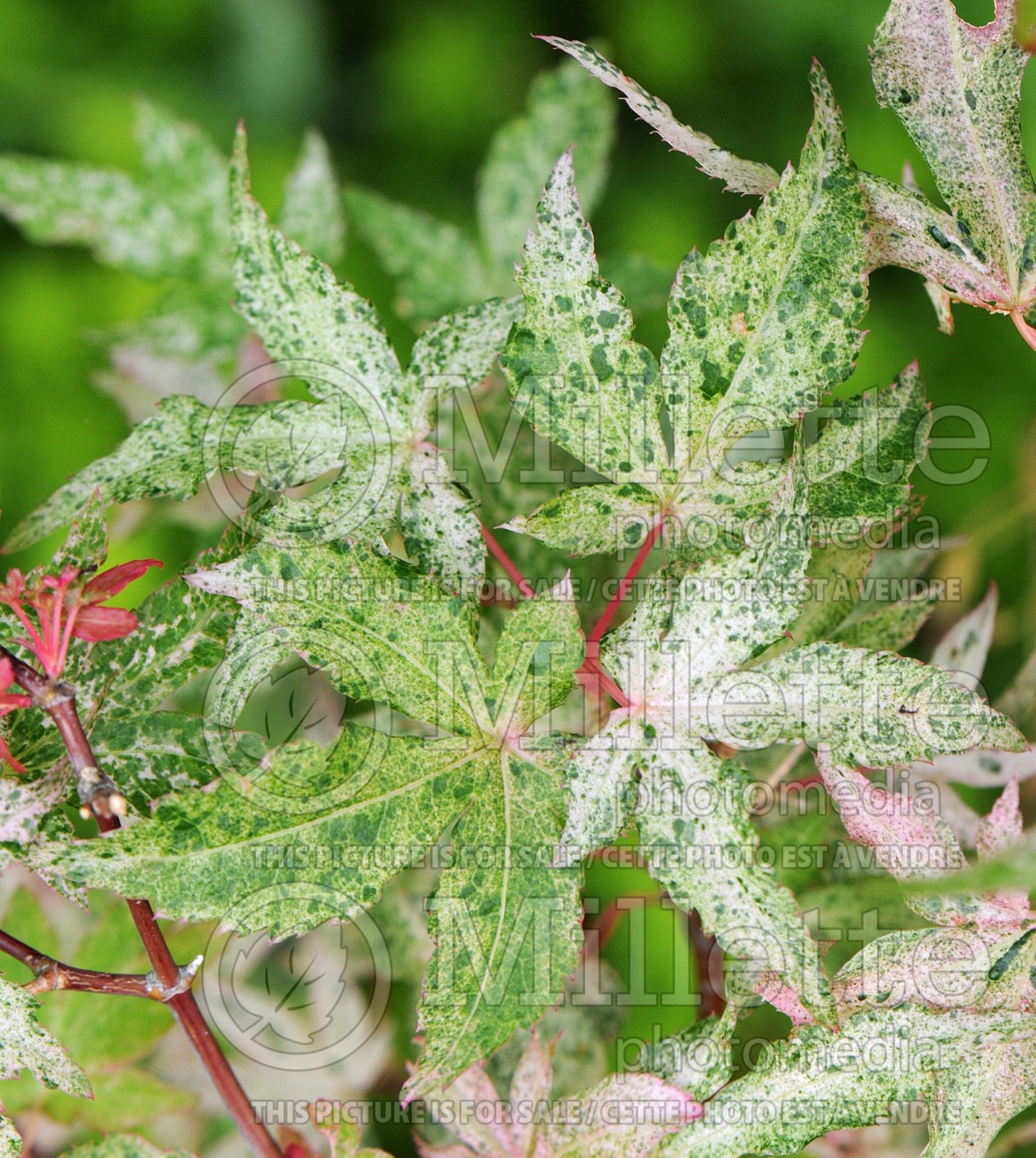 Acer Ukigumo (Japanese Maple – érable japonais) 5