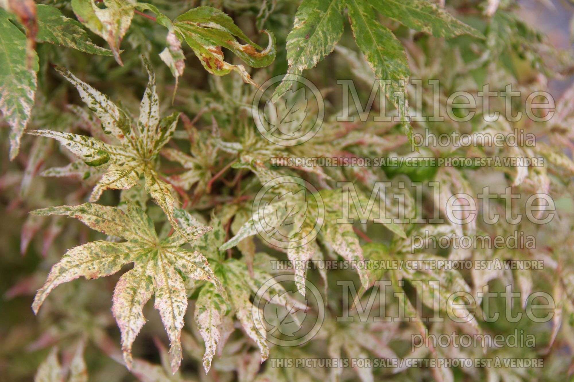 Acer Ukigumo (Japanese Maple – érable japonais) 13
