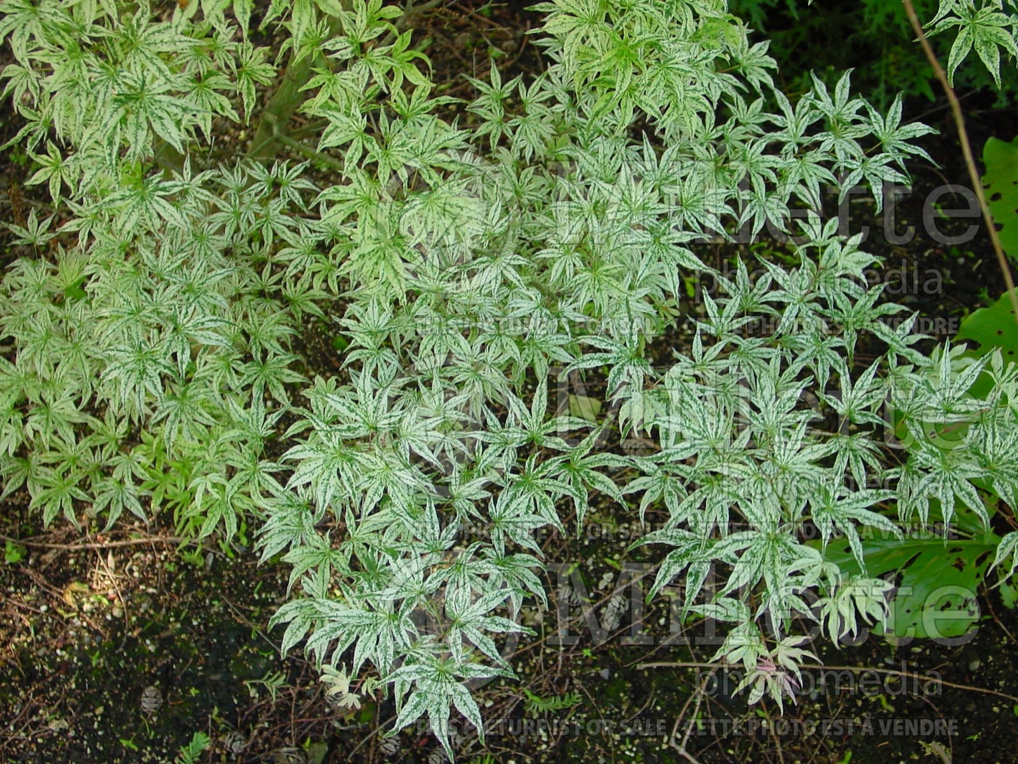 Acer Ukigumo (Japanese Maple – érable japonais) 12