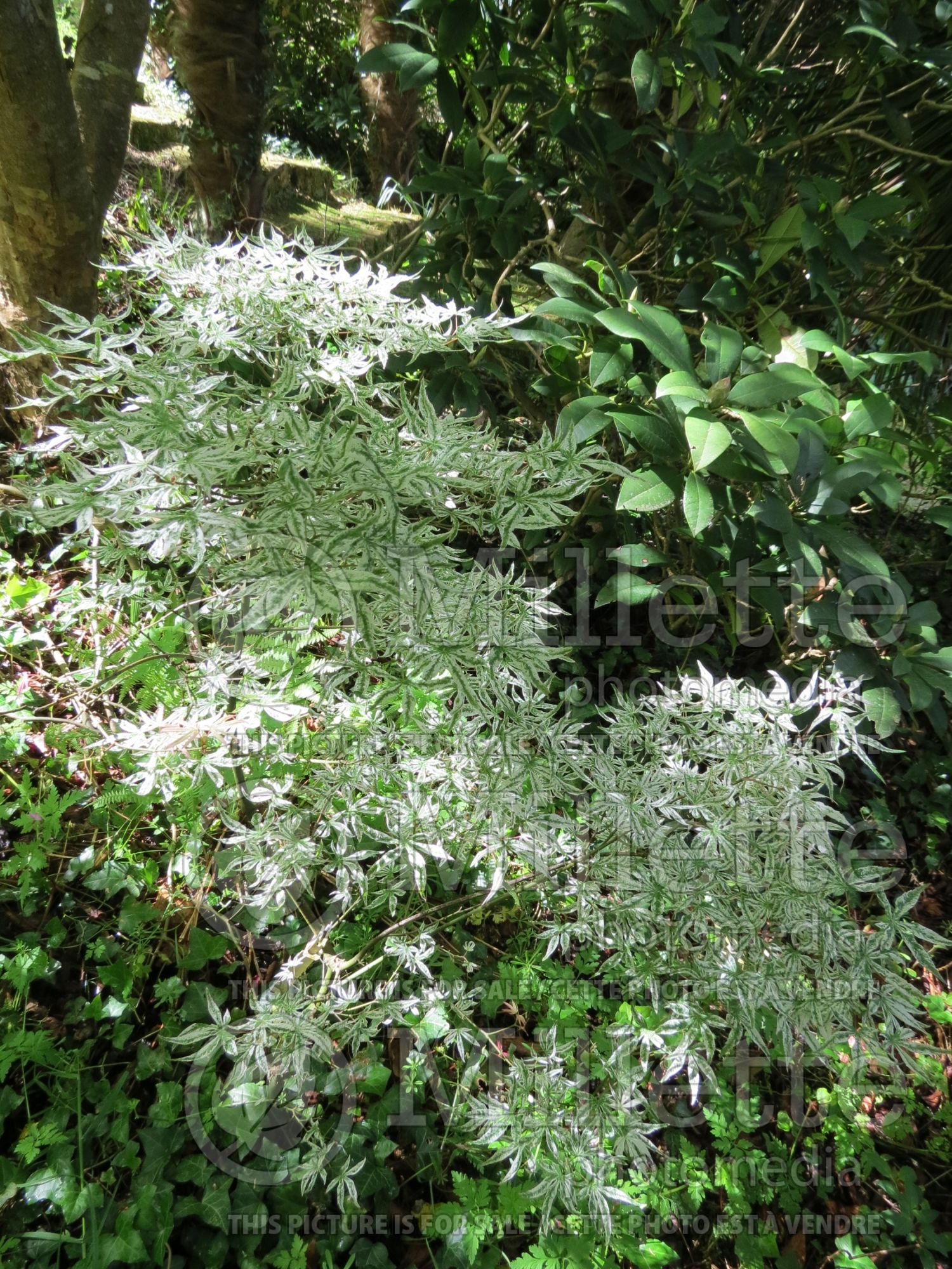Acer Ukigumo (Japanese Maple – érable japonais) 4