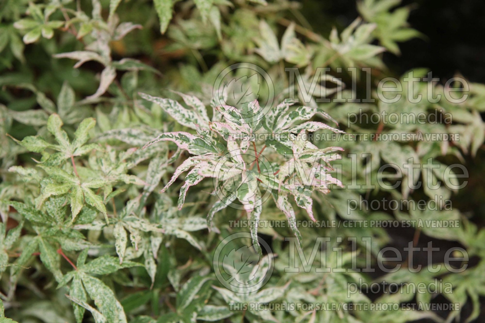 Acer Ukigumo (Japanese Maple – érable japonais) 7