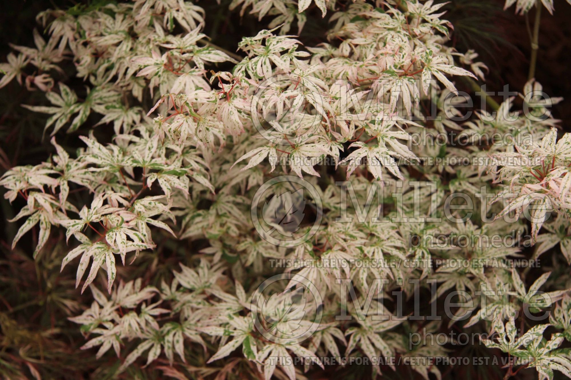 Acer Ukigumo (Japanese Maple – érable japonais) 8