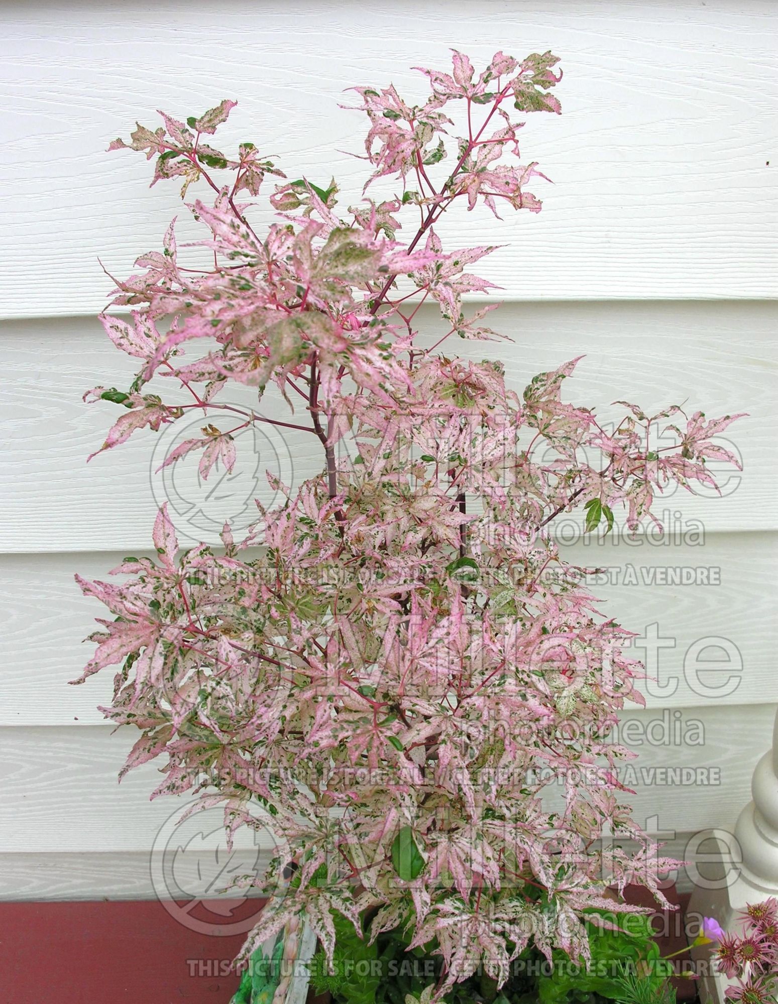 Acer Ukigumo (Japanese Maple – érable japonais) 11