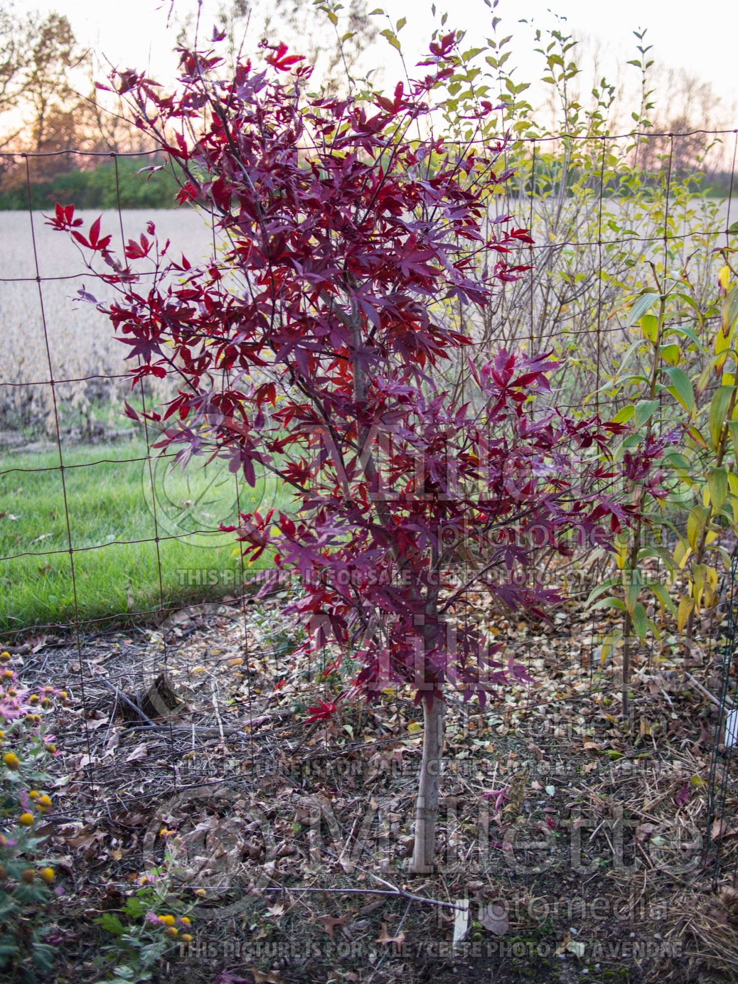 Acer Wolff aka Emperor 1 (Japanese Maple) 8