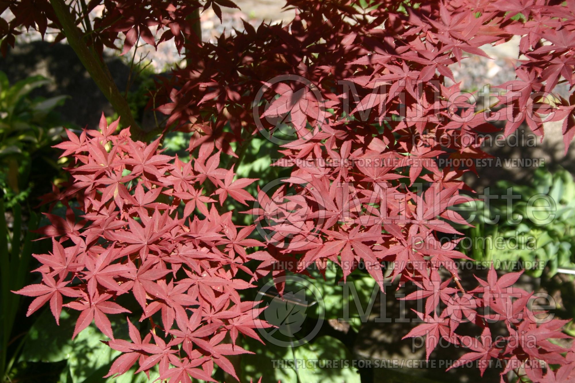 Acer Yubae (Japanese Maple - Erable japonais) 2
