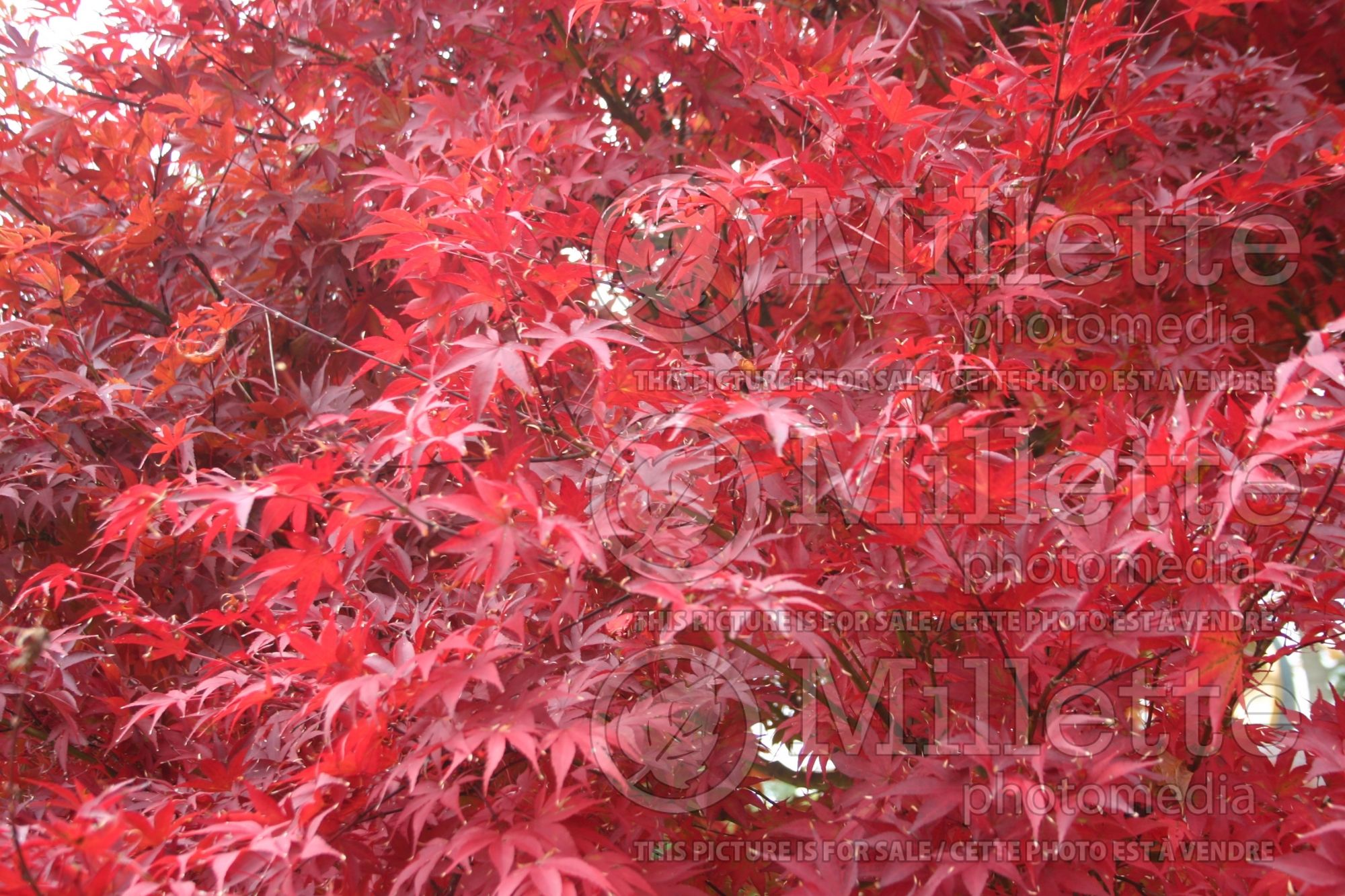 Acer Yubae (Japanese Maple - Erable japonais) 3