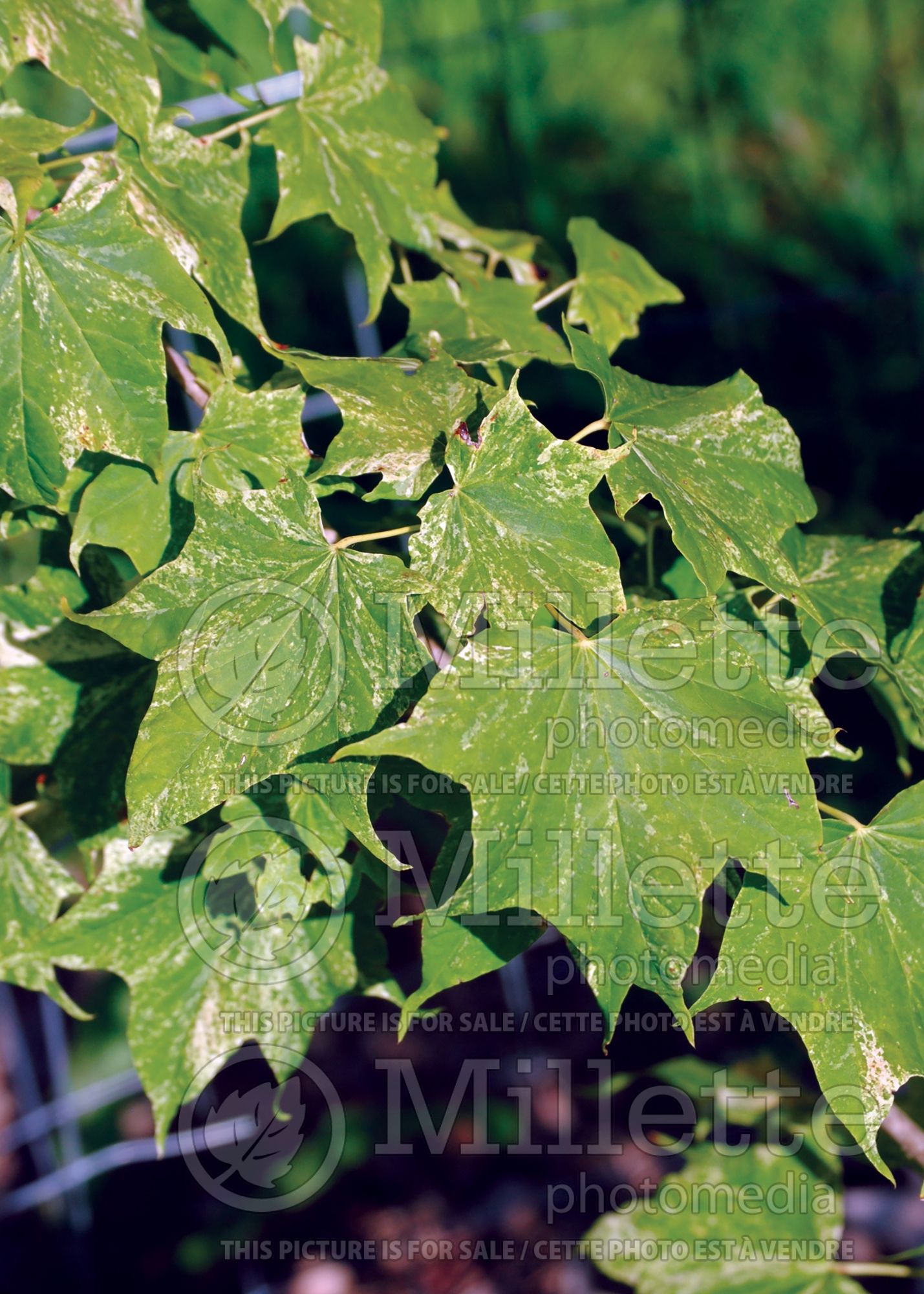 Acer Hoshi yadori (Japanese Maple – érable japonais) 1