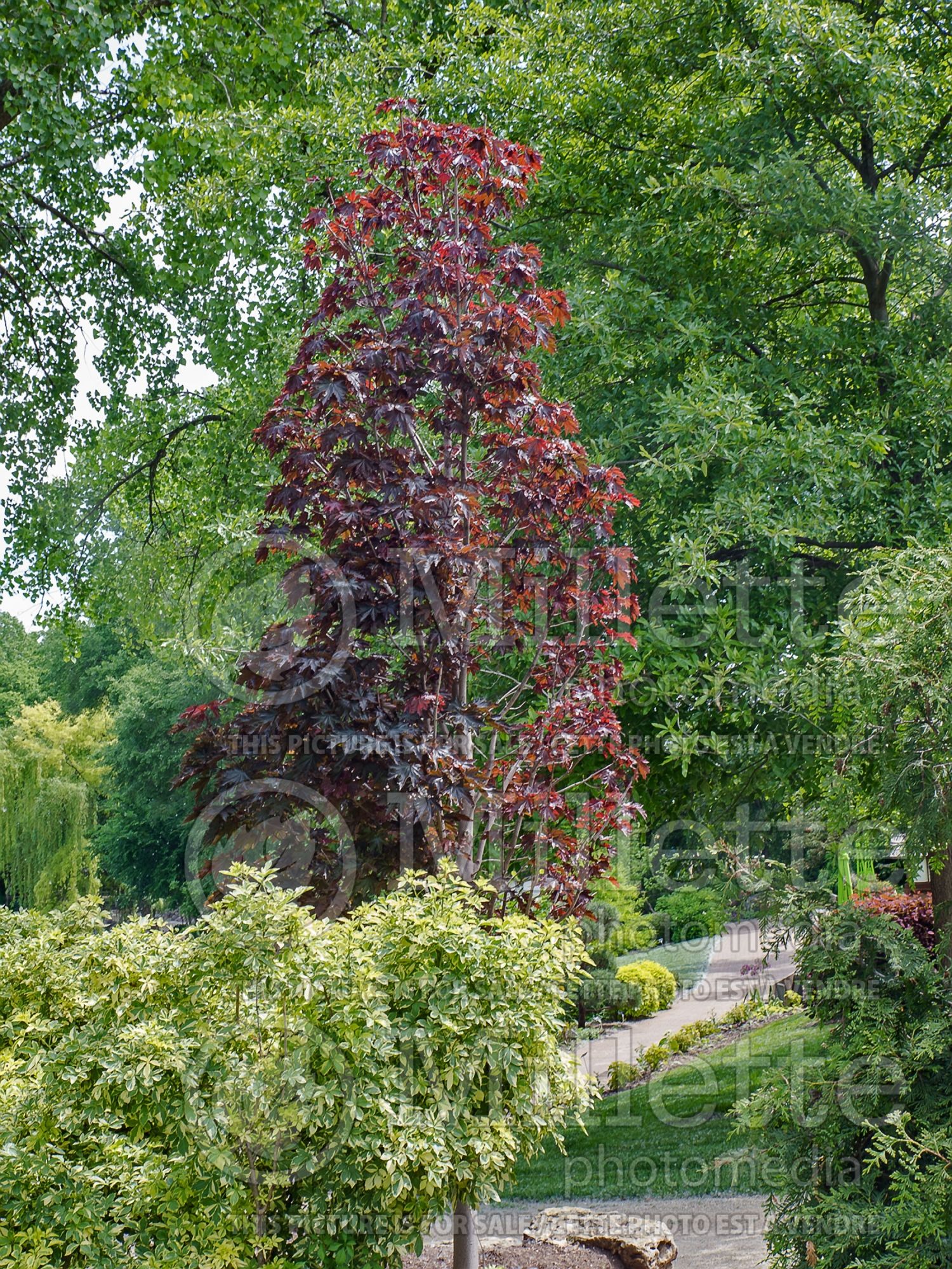 Acer Crimson Sentry (Norway Maple) 4