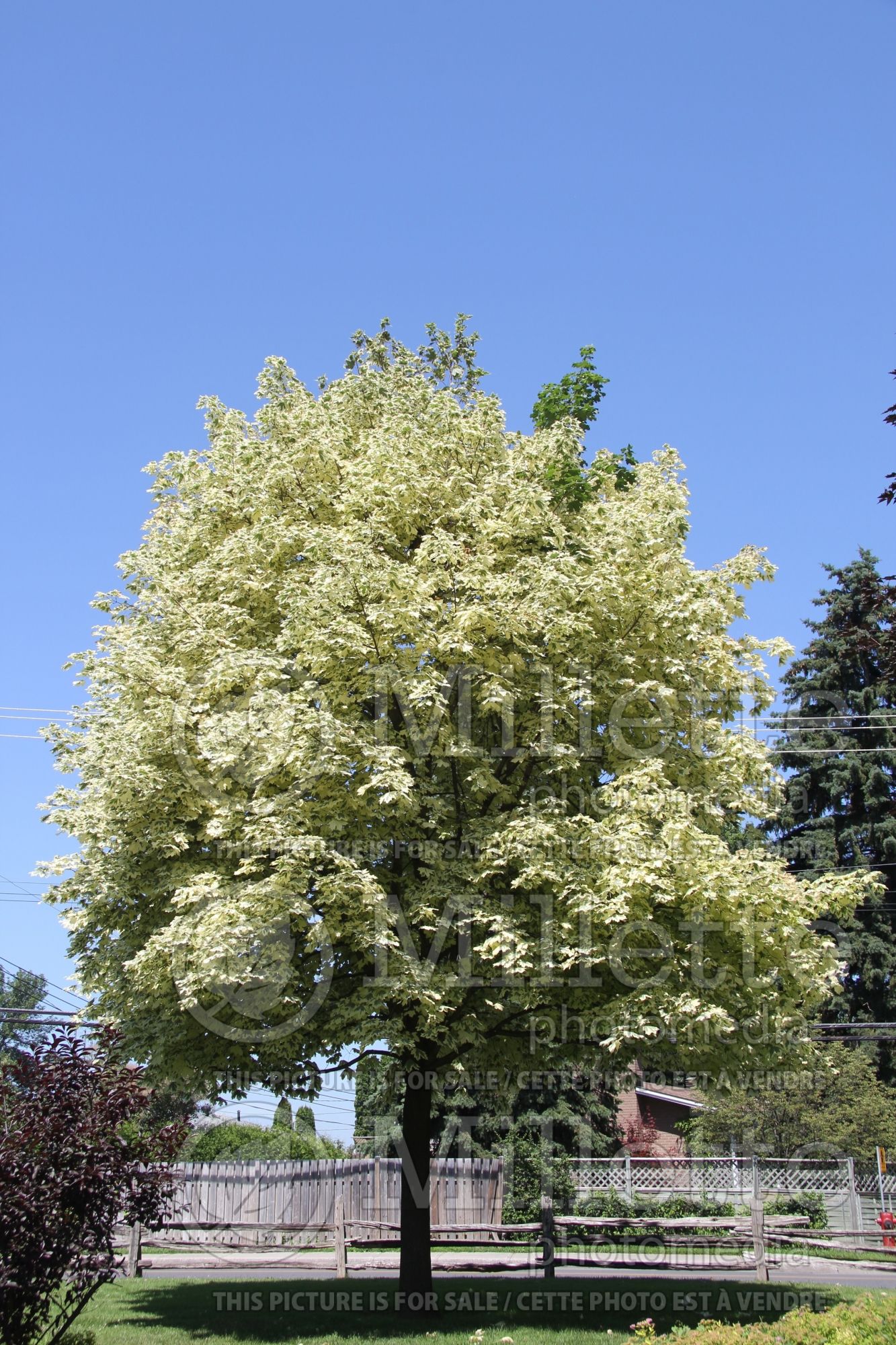 Acer Drummondii (Norway Maple) 4