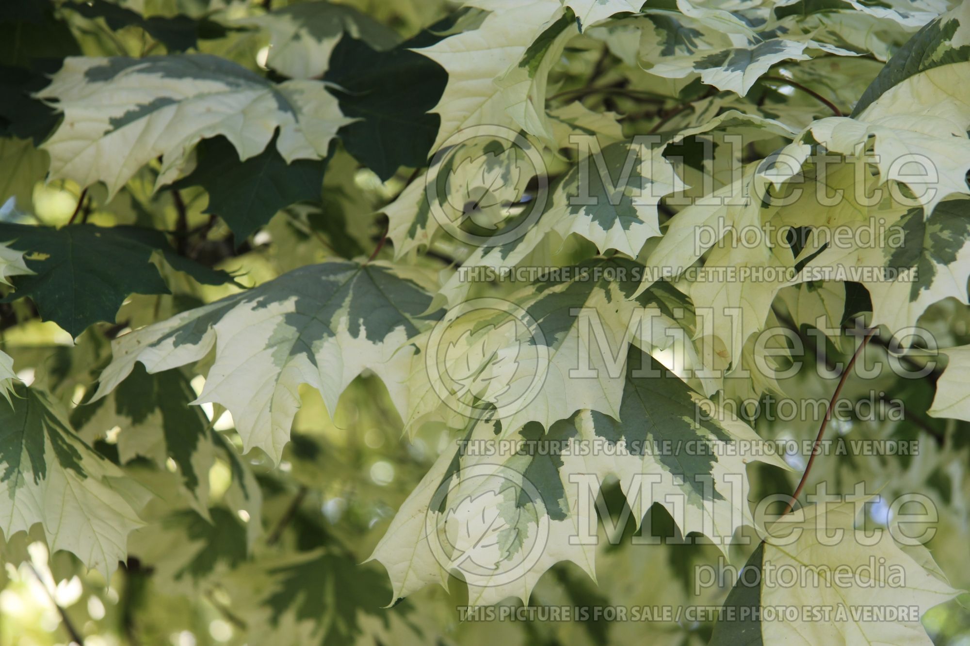 Acer Drummondii (Norway Maple) 5