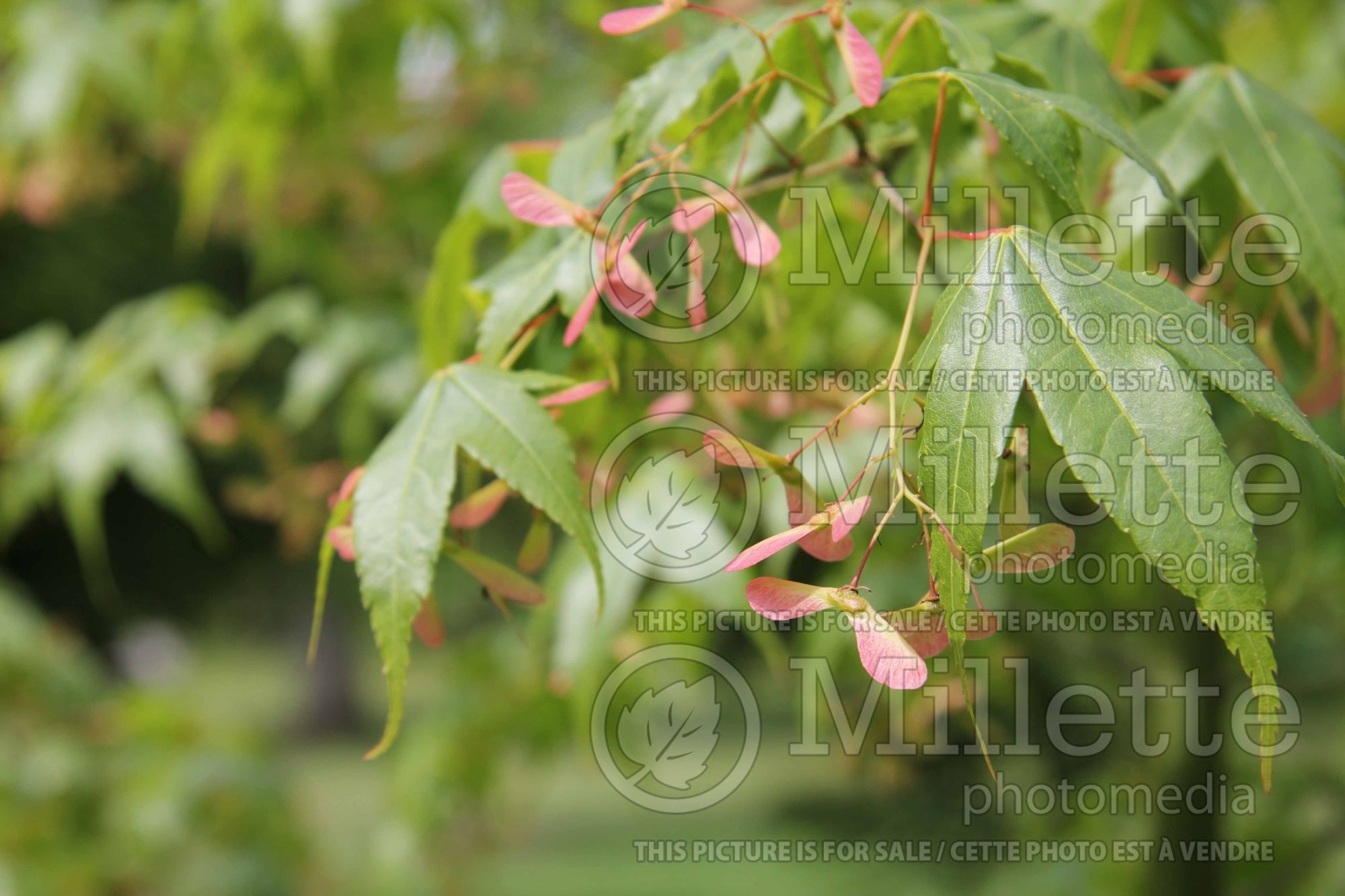 Acer pubinerve (maple) 2