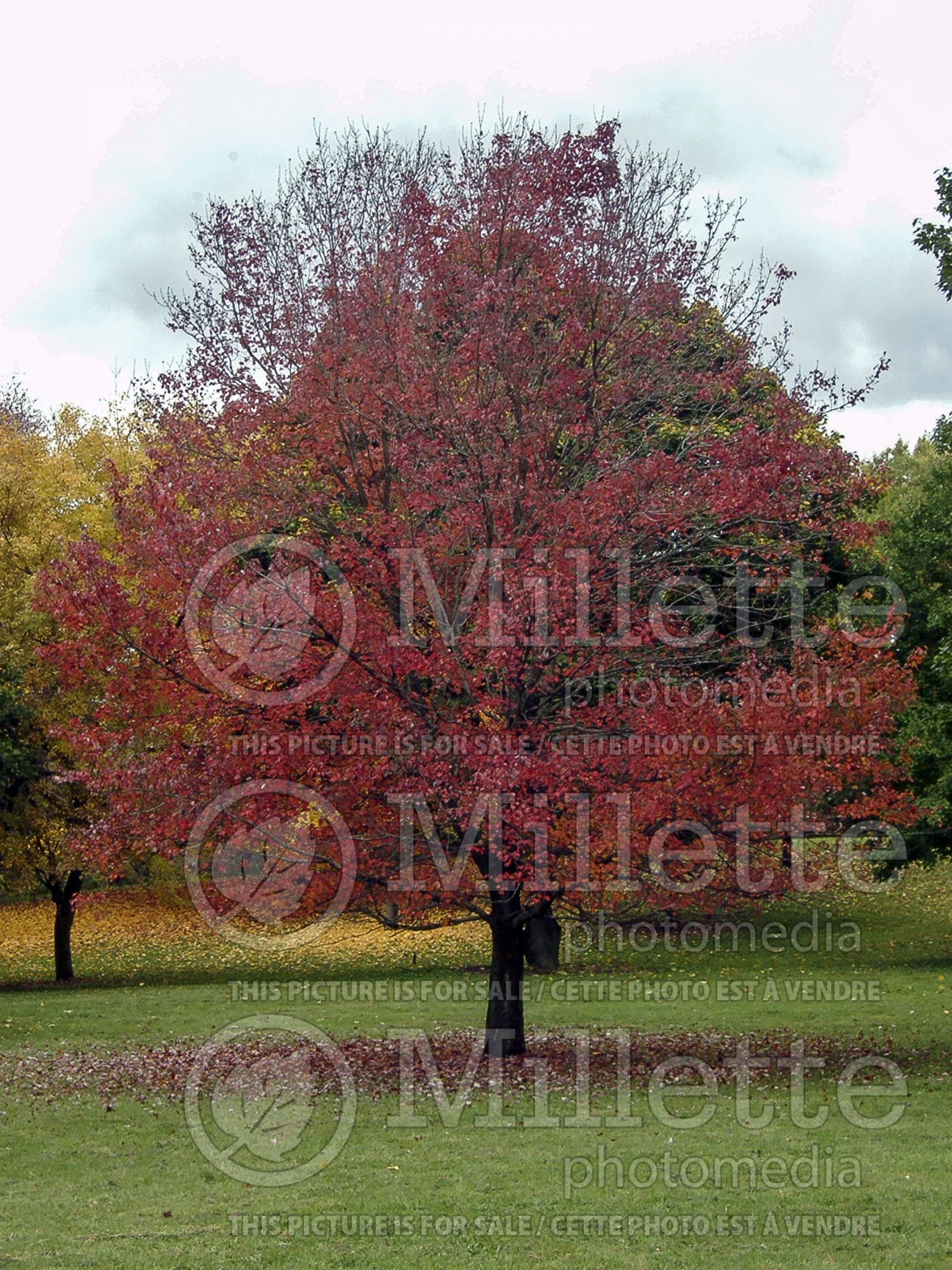 Acer Autumn Flame (Red Maple) 5