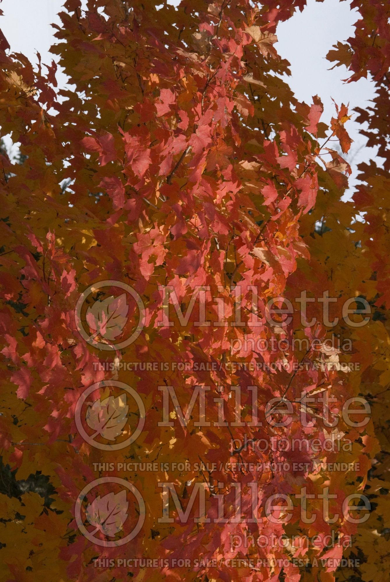 Acer Autumn Radiance (Red Maple) 2