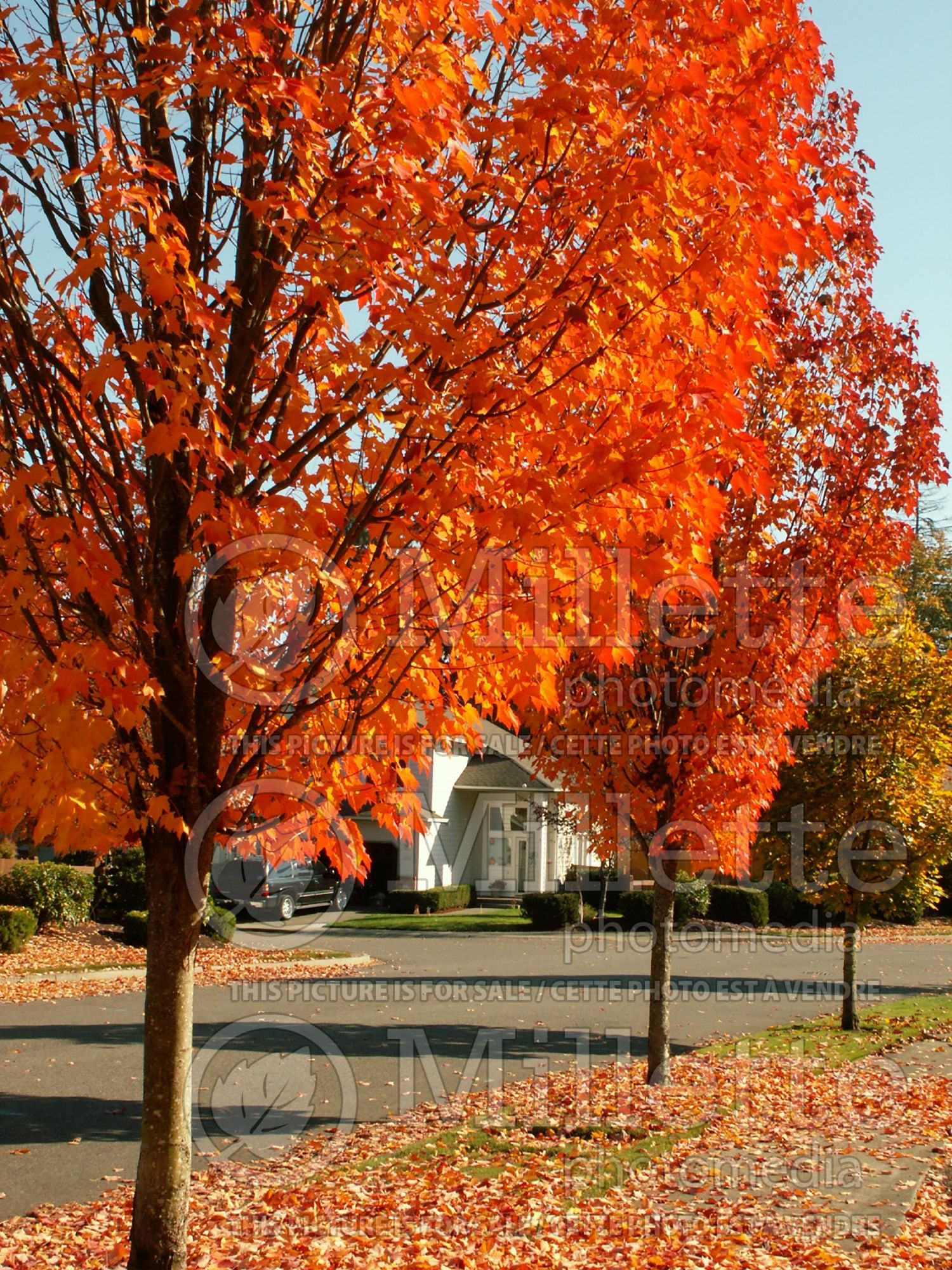 Acer Bowhall (Red Maple) 9