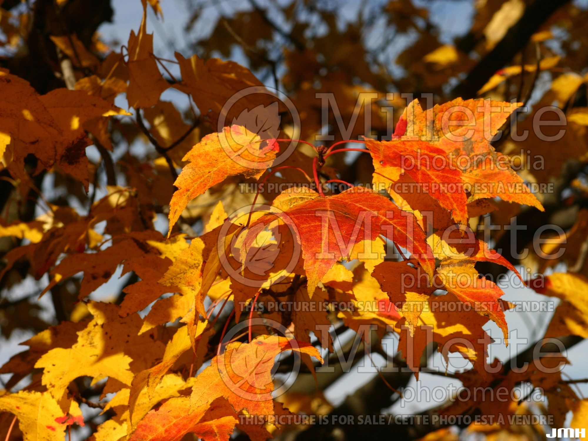 Acer Bowhall (Red Maple) 10