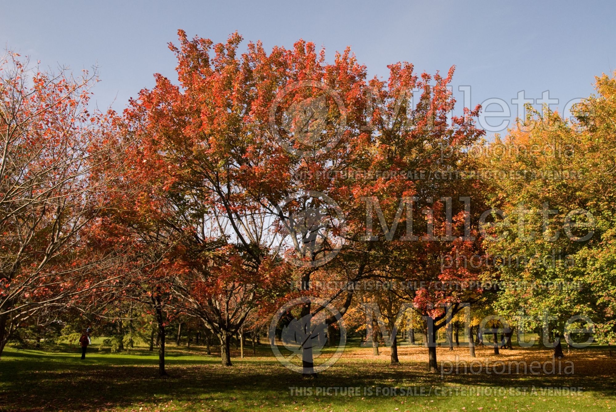 Acer rubrum (red maple) 8