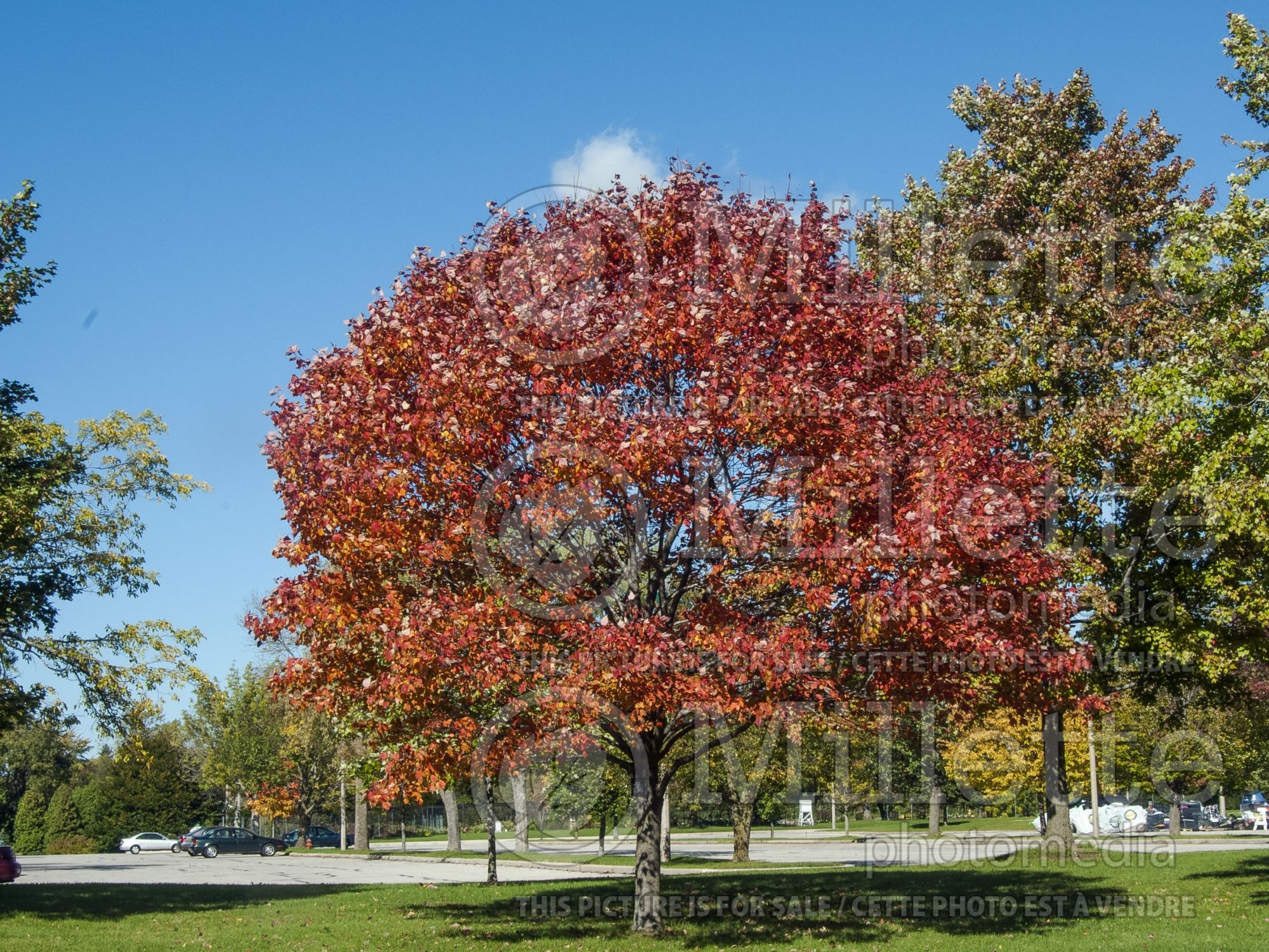 Acer Northwood (Red maple) 2