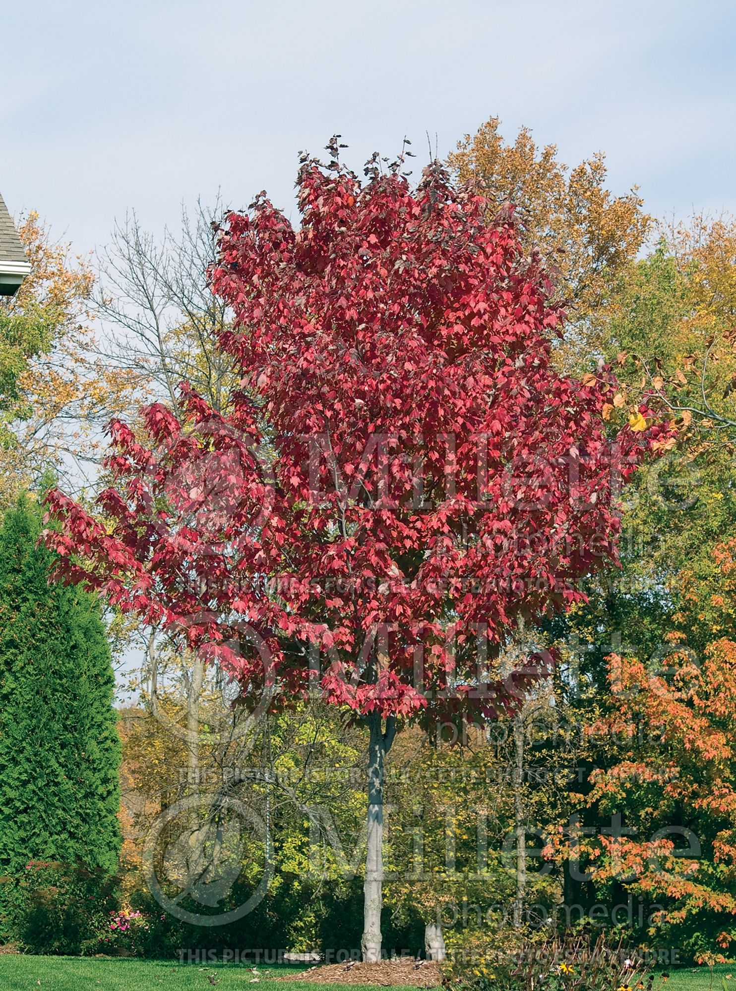 Acer Summer Red (Red Maple) 1