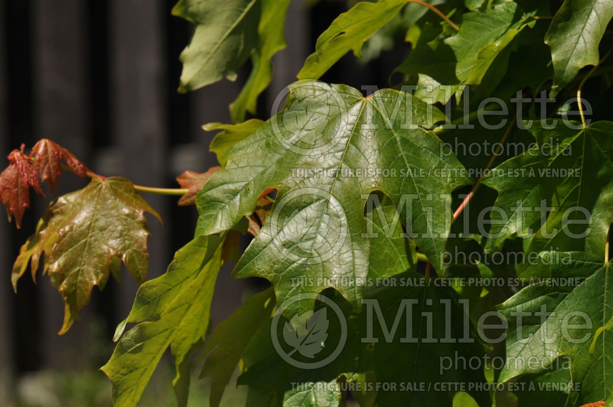 Acer Fall Fiesta aka Bailsta (Sugar Maple) 1