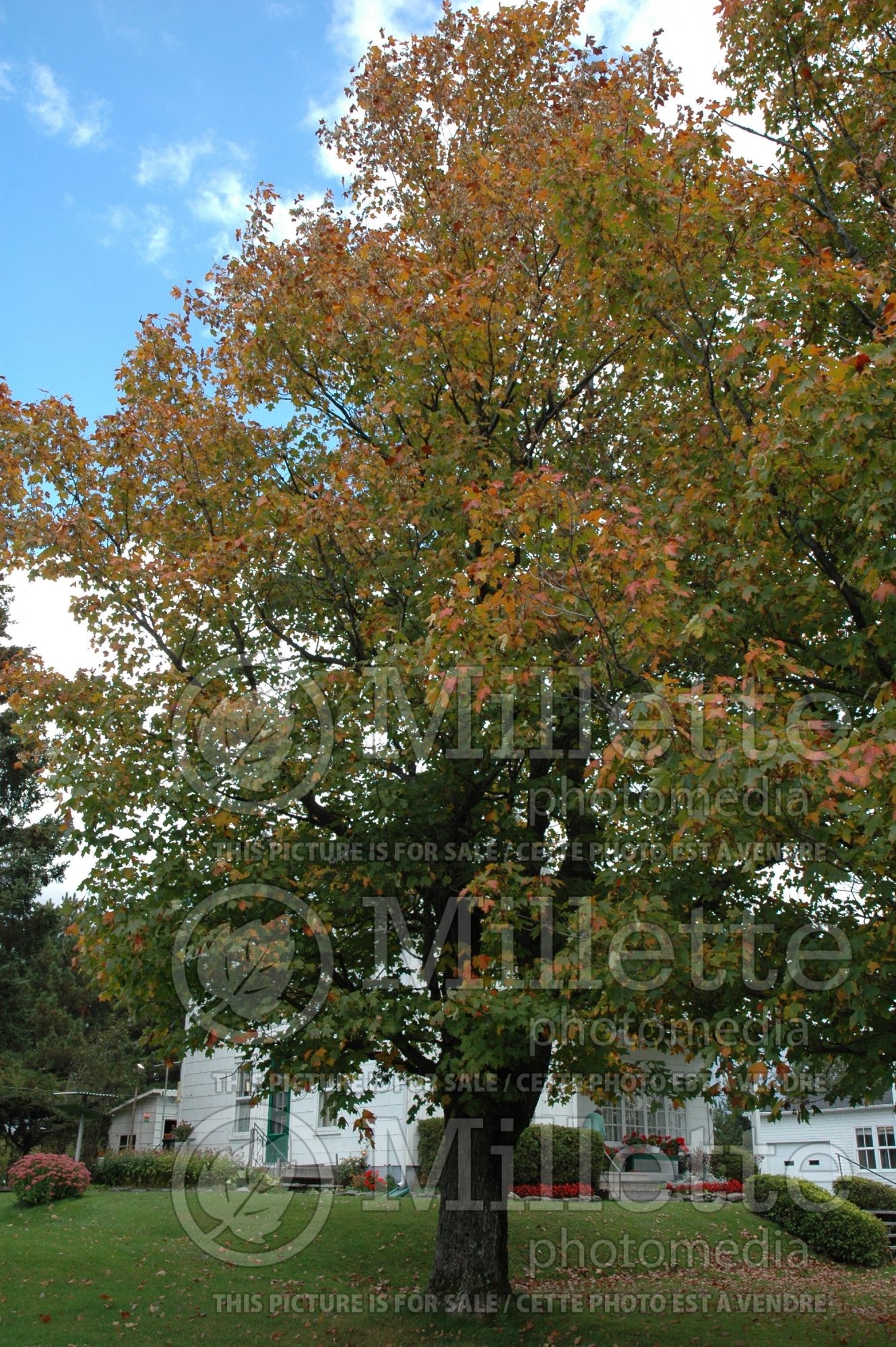 Acer saccharum (Sugar Maple) 9