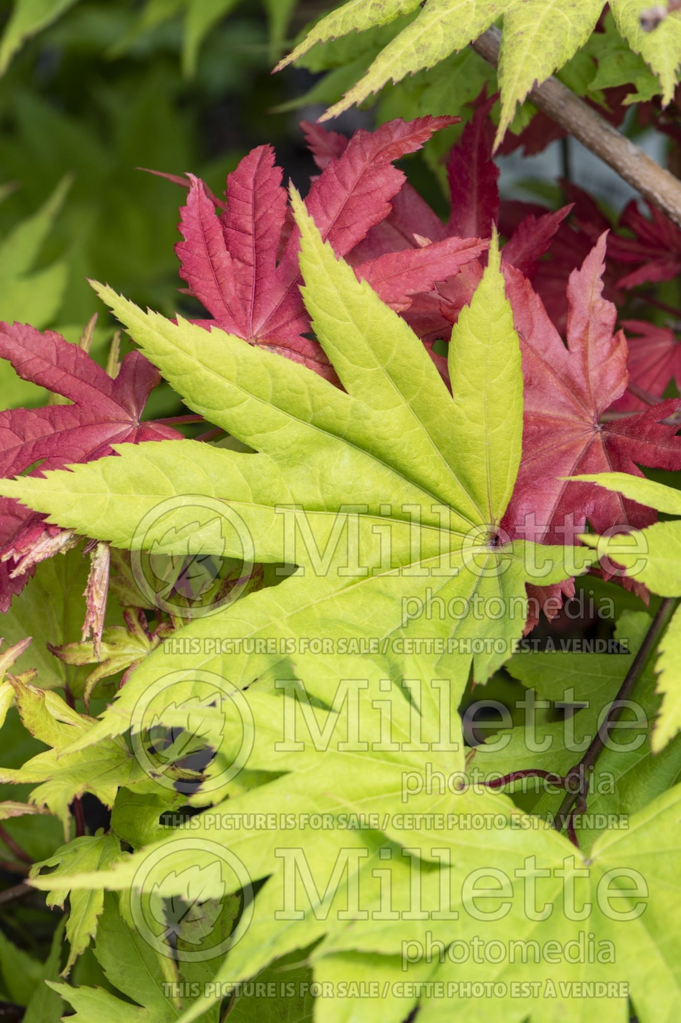 Acer Autumn Moon (Japanese Maple - Érable japonais) 14