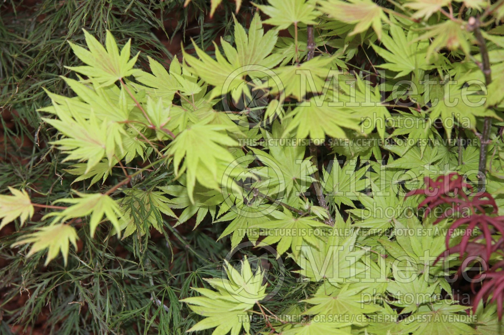 Acer Moonrise (Japanese Maple – érable japonais) 1