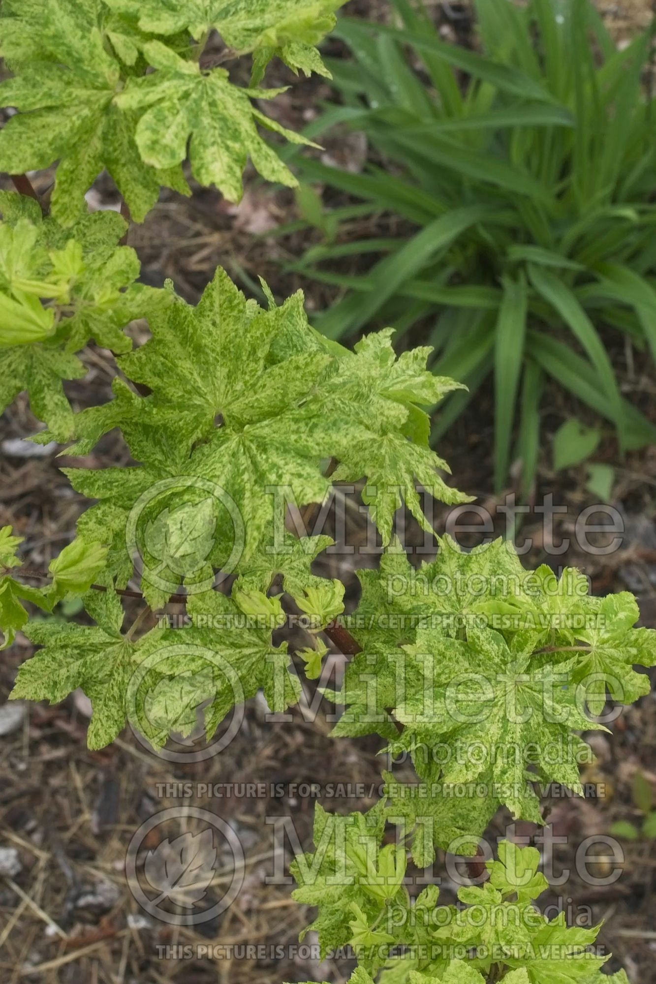 Acer Kumoi Nishiki (Japanese Maple – érable japonais) 1