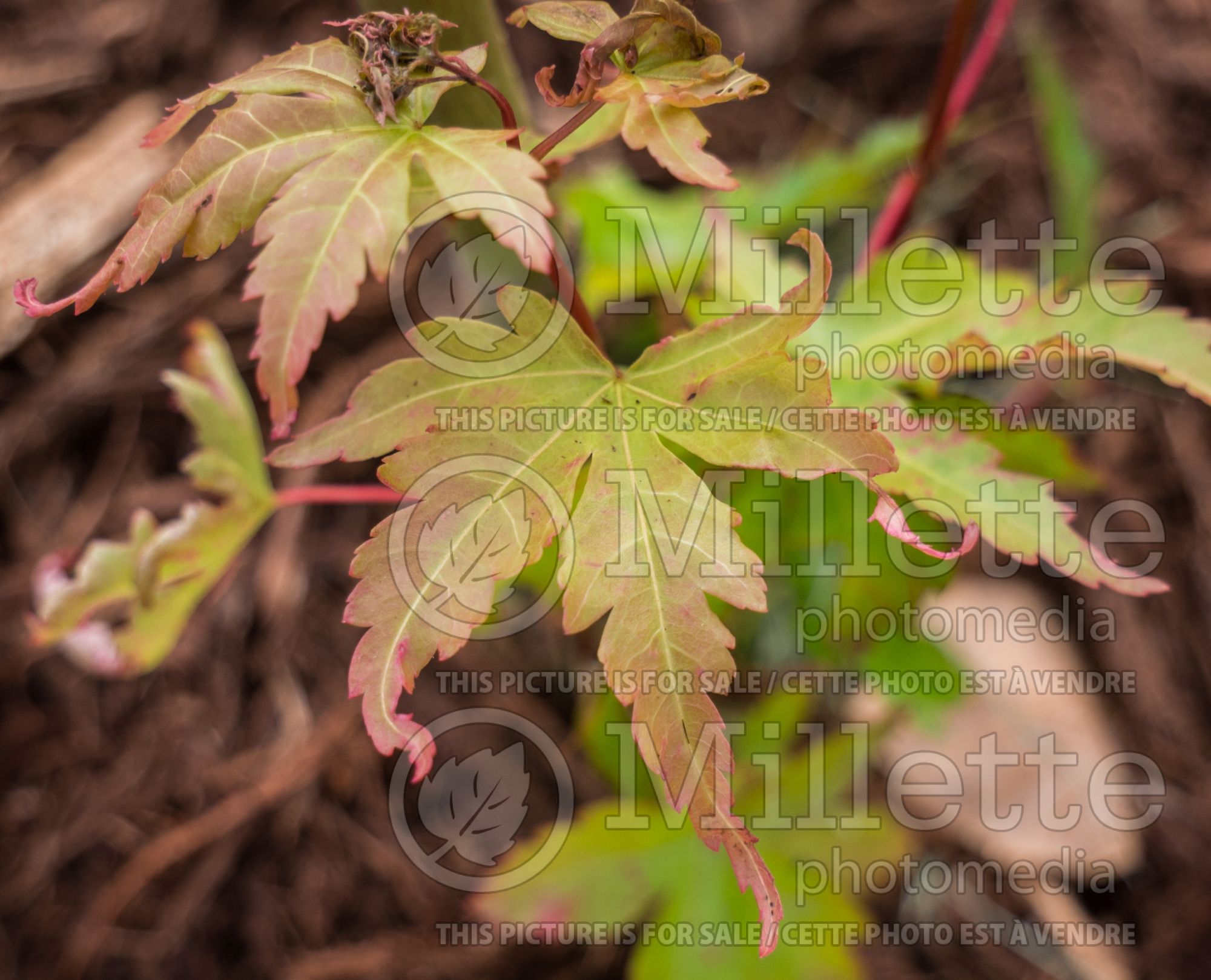 Acer Kumoi Nishiki (Japanese Maple – érable japonais) 3