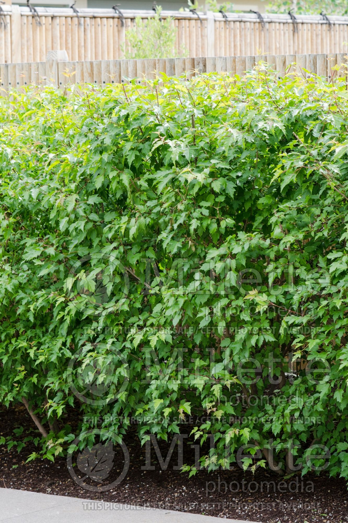 Acer tataricum ginnala – Hedge (Amur maple) 1