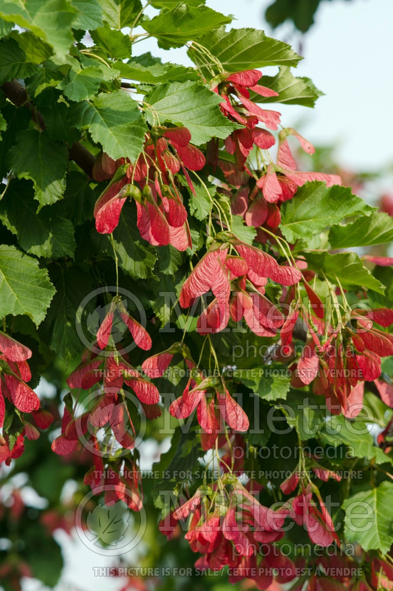 Acer Hot Wings aka Garann (Tatarian maple) 5