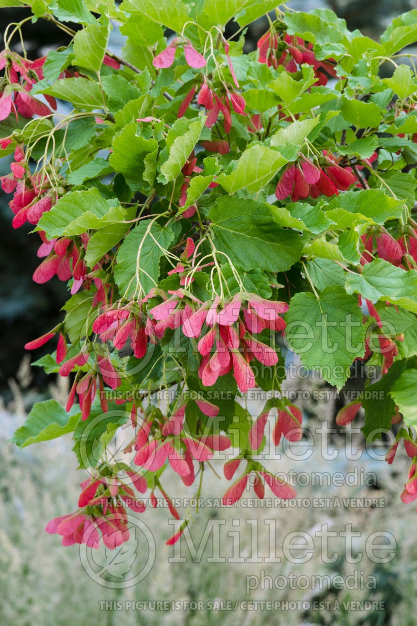 Acer Hot Wings aka Garann (Tatarian maple) 9