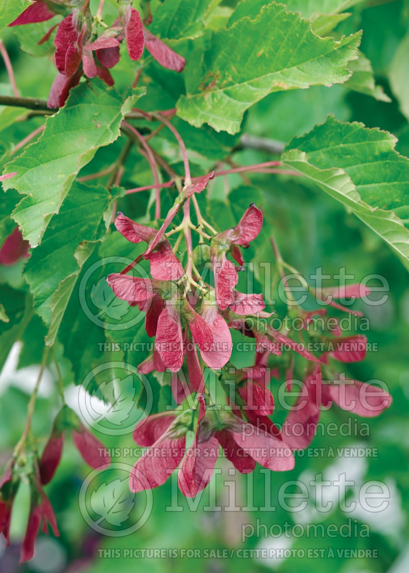 Acer Hot Wings aka Garann (Tatarian maple) 3