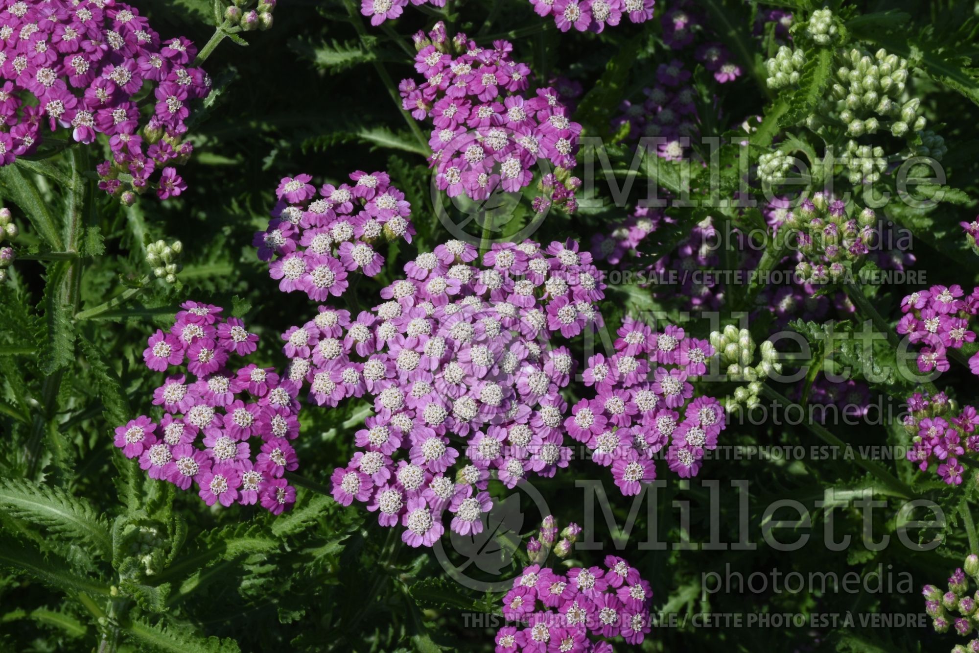 Achillea Firefly Amethyst (Yarrow) 2