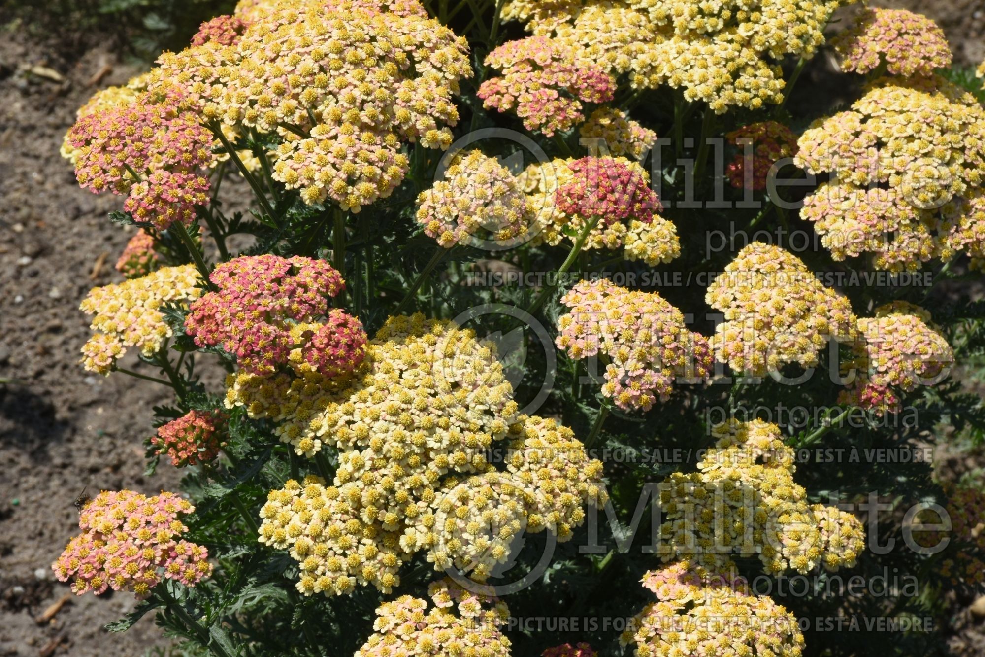 Achillea Firefly Peach Sky (Yarrow) 1