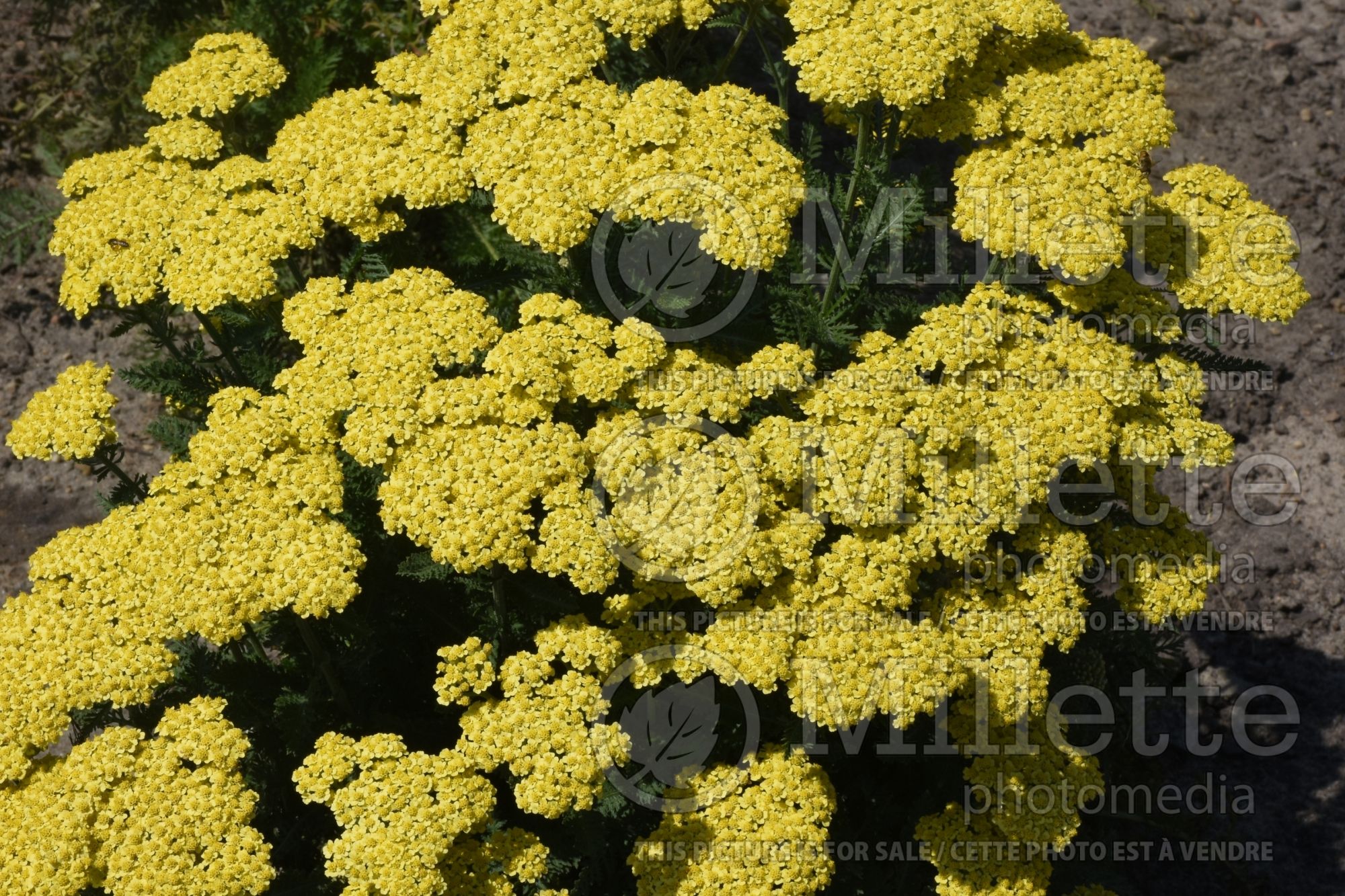 Achillea Firefly Sunrise (Yarrow) 1