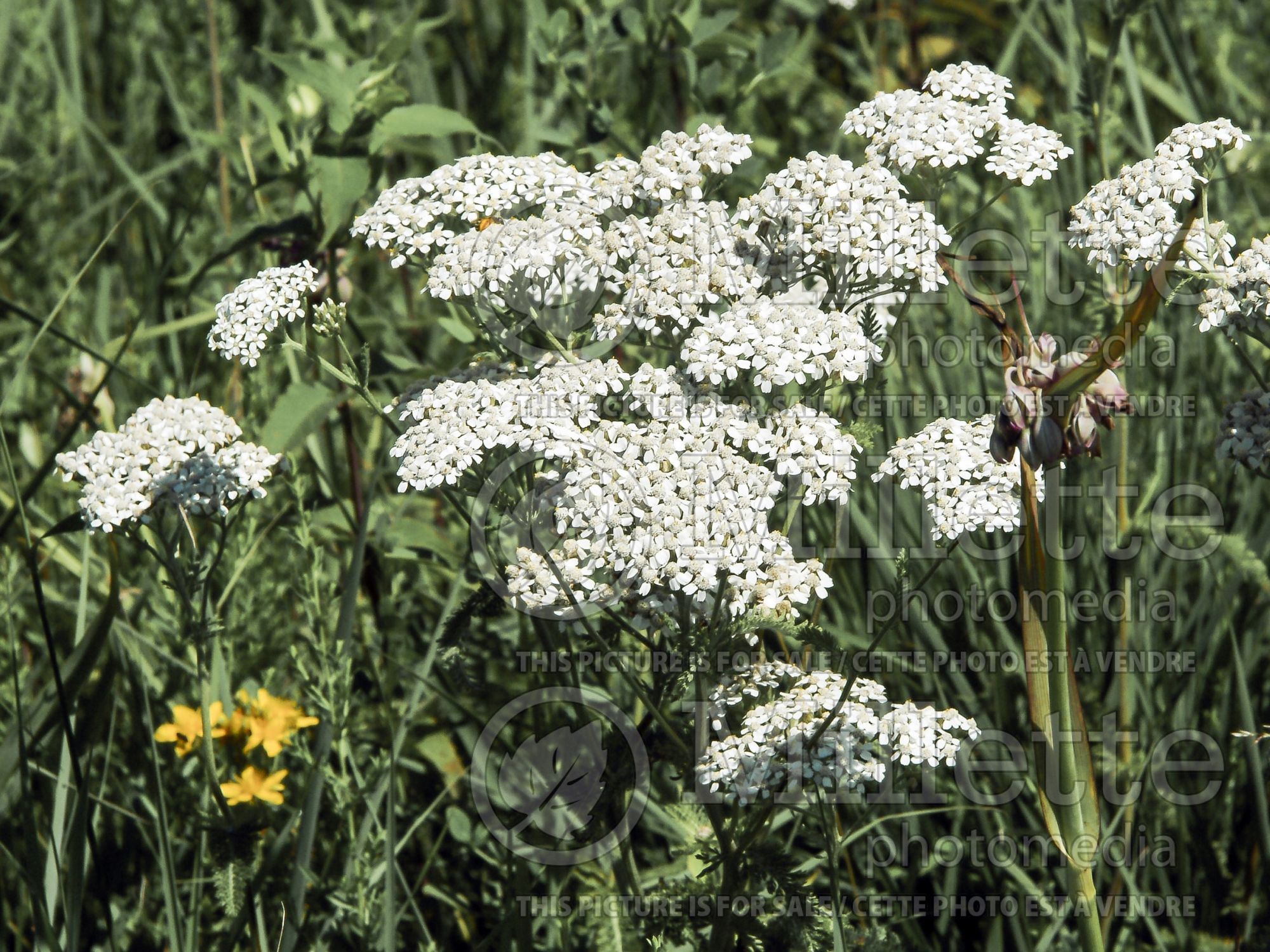 Achillea millefolium (Common Yarrow) 9