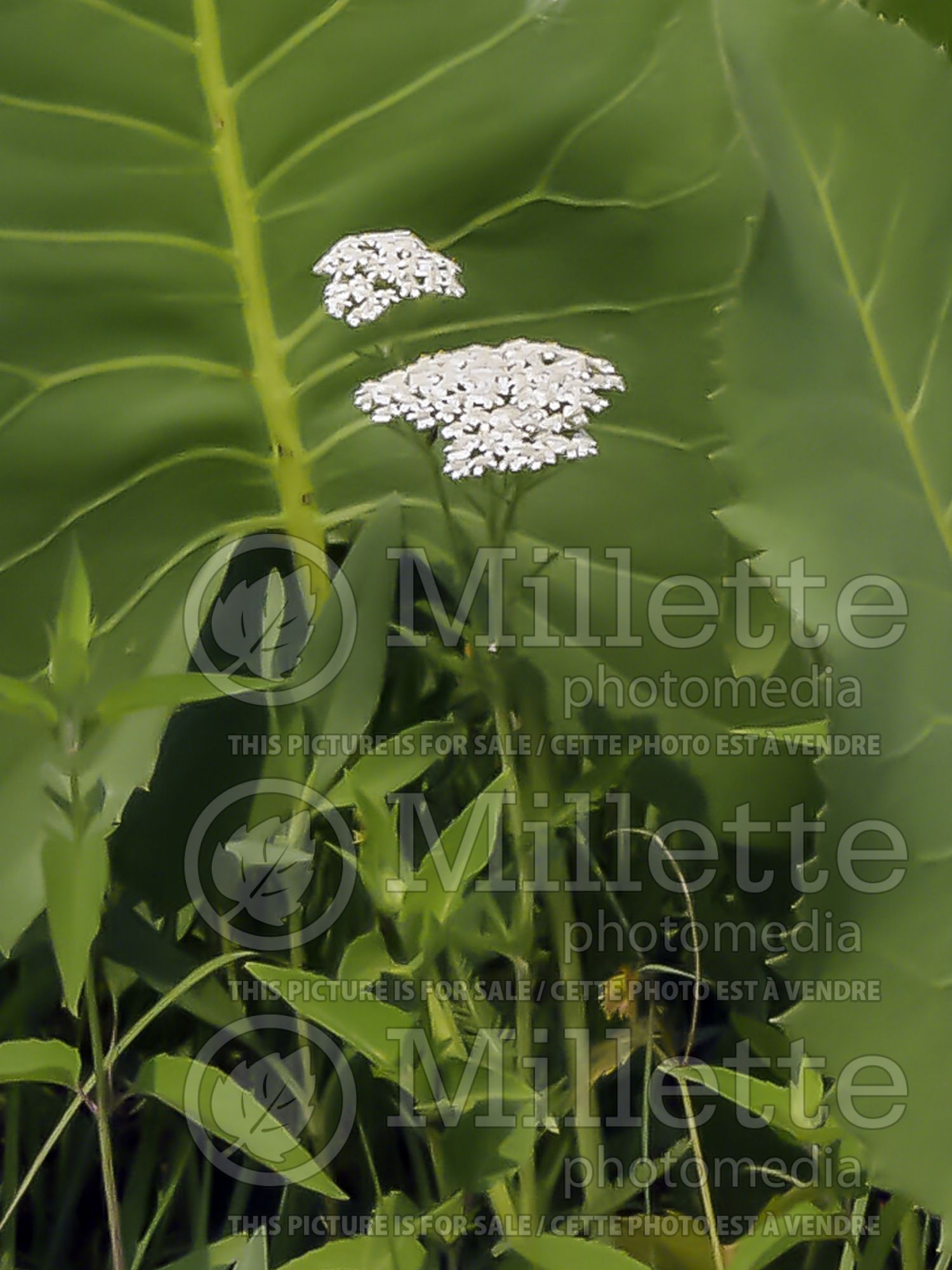 Achillea millefolium (Common Yarrow) 10