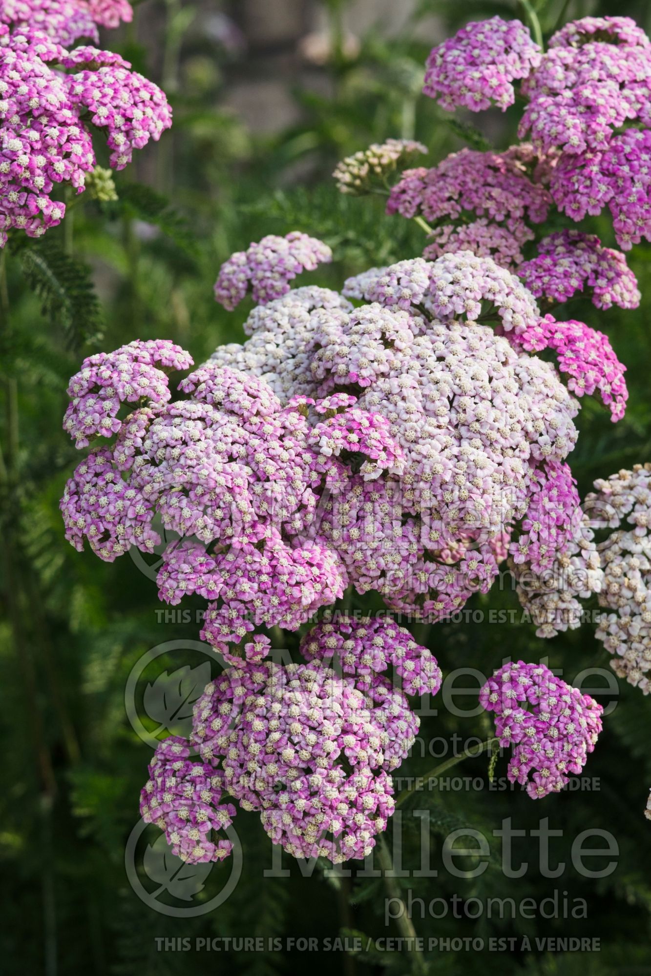 Achillea Apple Blossom aka Appleblossom (Yarrow) 3