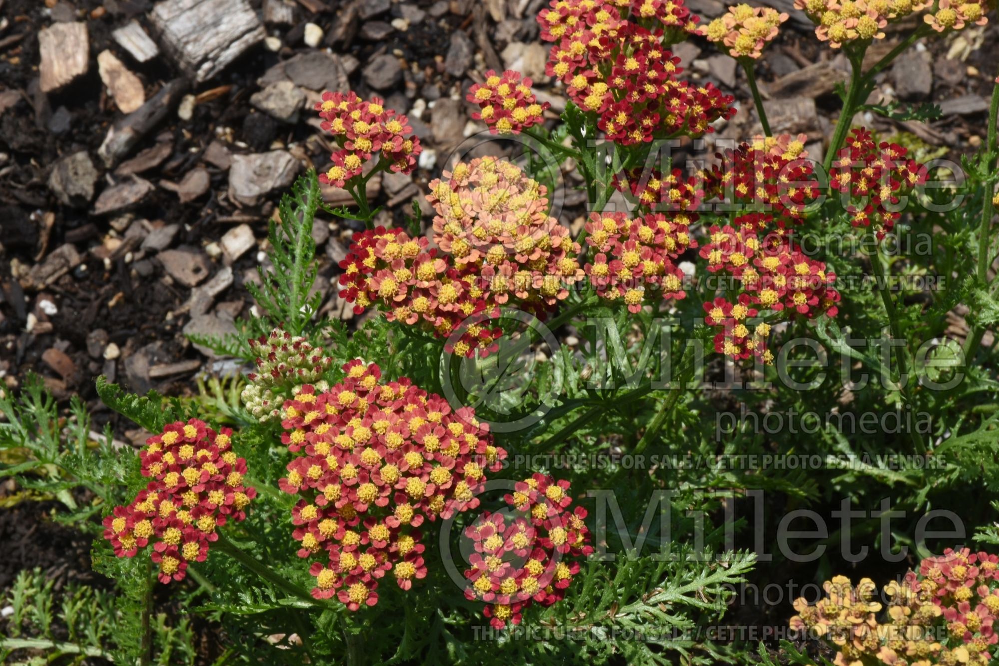 Achillea Milly Rock Red (Yarrow) 1