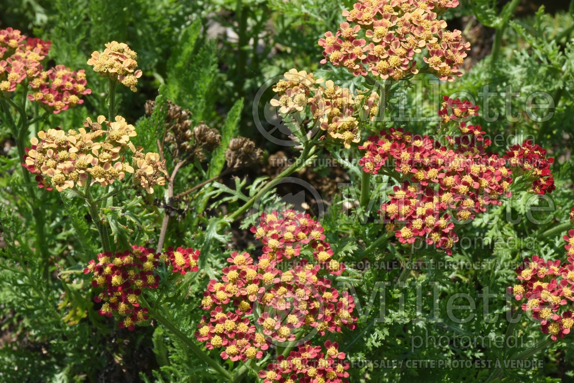 Achillea Milly Rock Red (Yarrow) 2