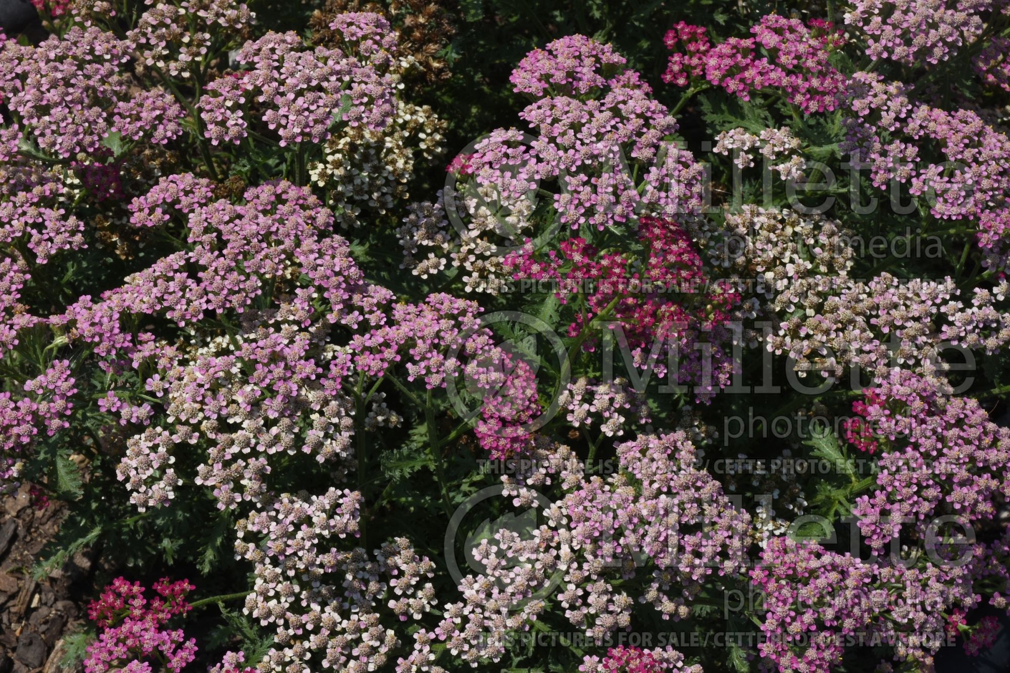 Achillea Milly Rock Rose (Yarrow) 1