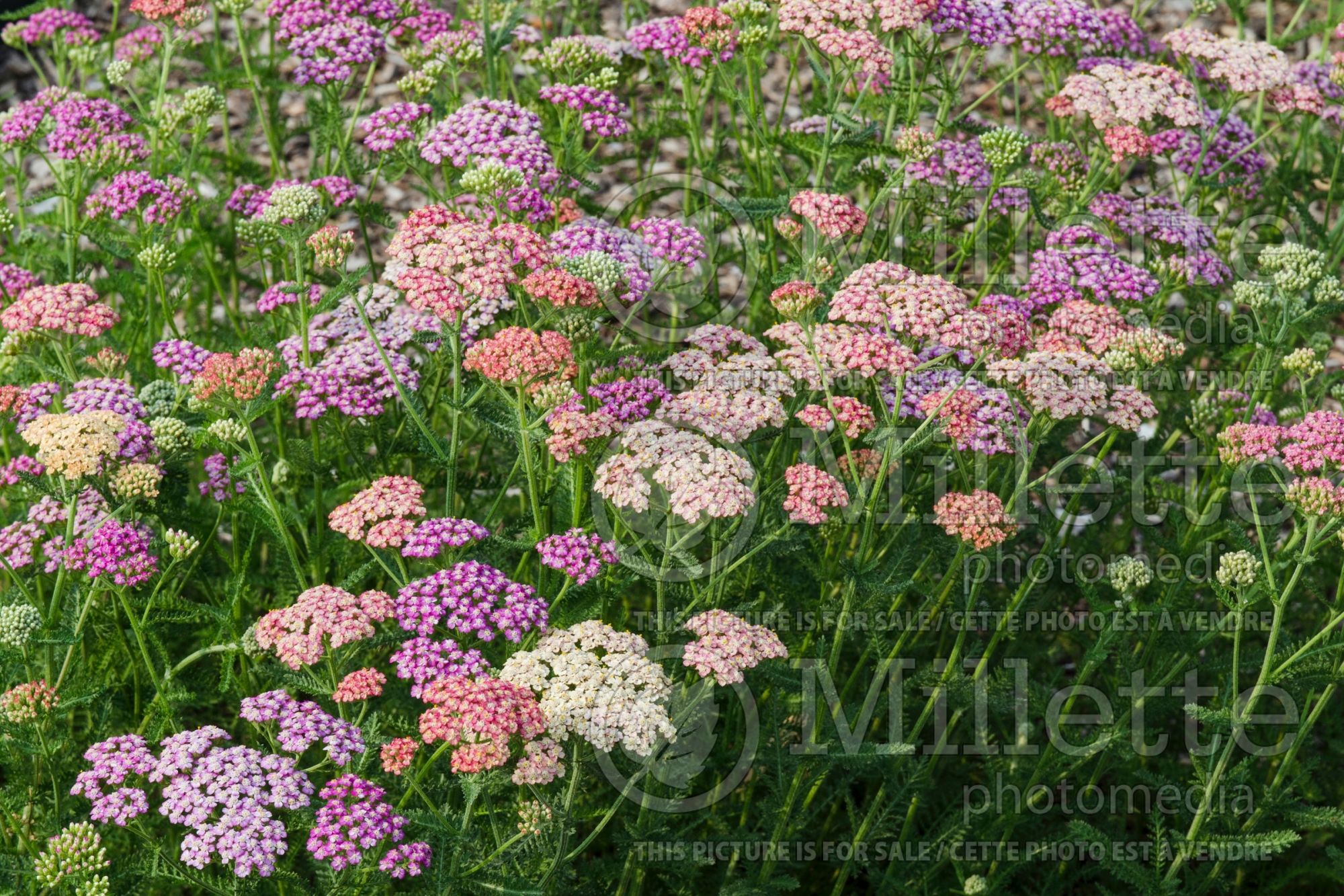Achillea millefolium mix (Common Yarrow mix) 1