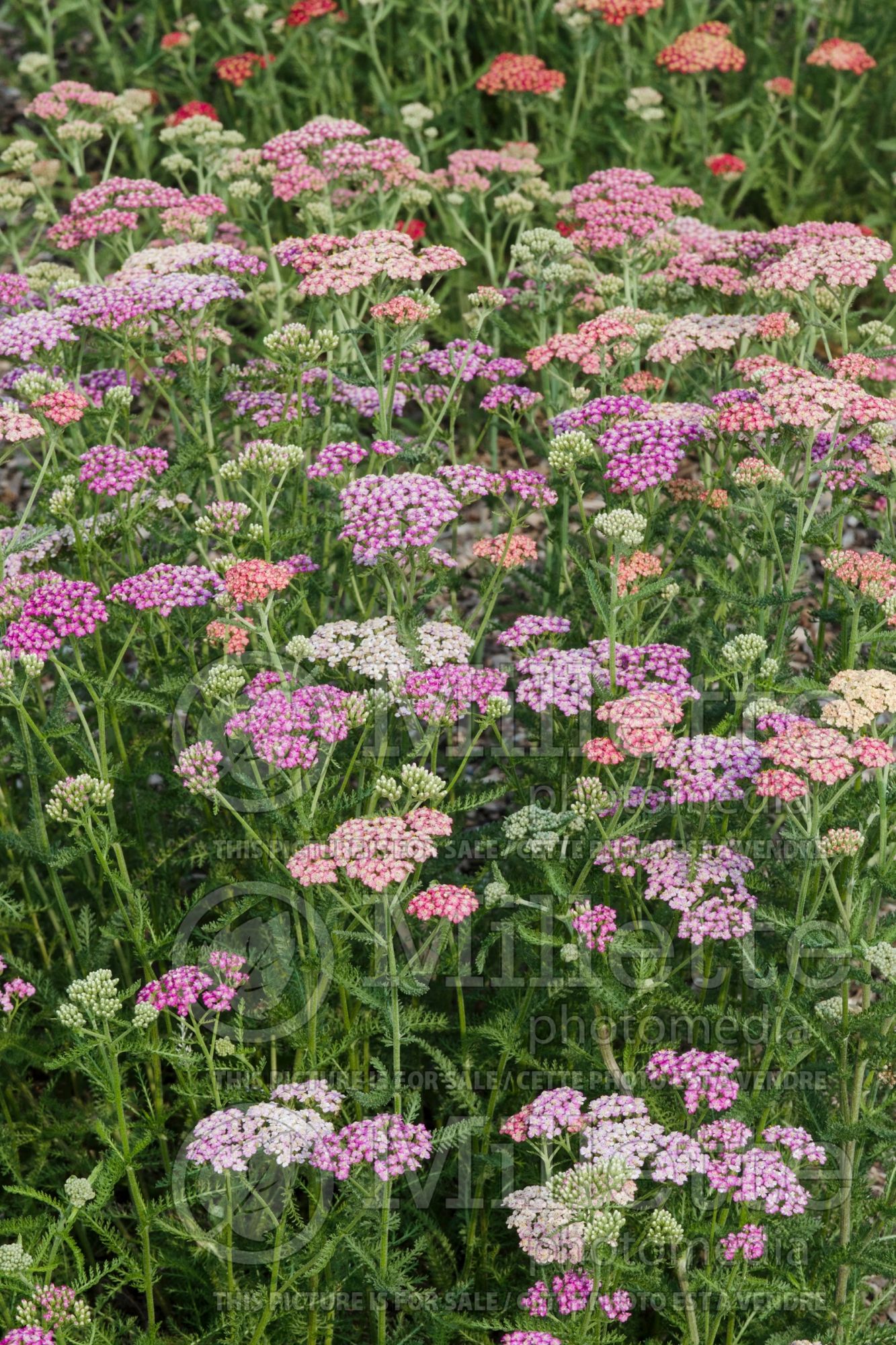 Achillea millefolium mix (Common Yarrow mix) 2