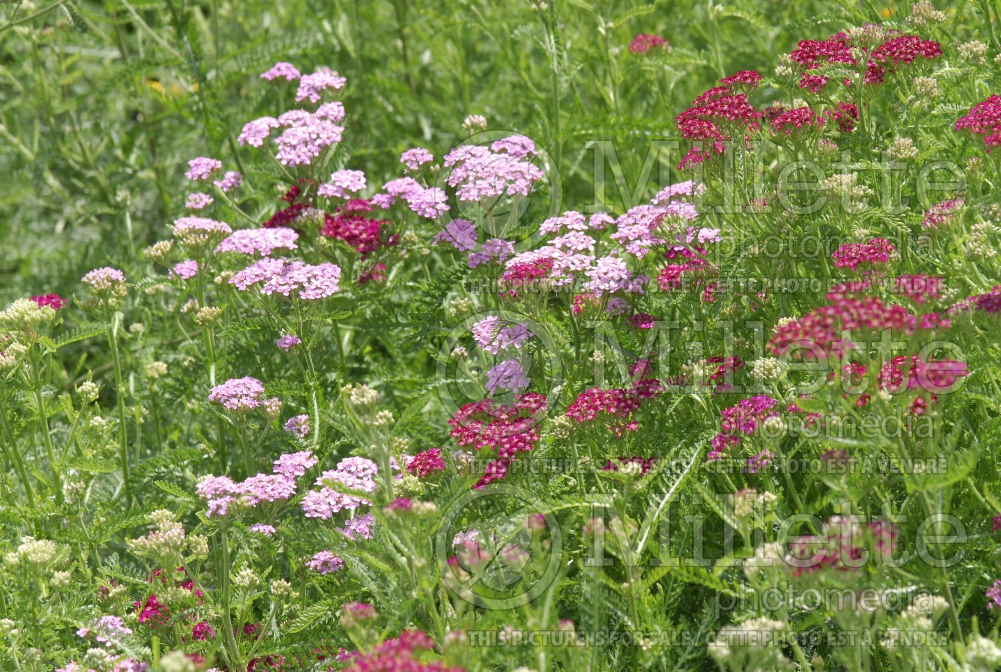 Achillea millefolium mix (Common Yarrow mix) 3